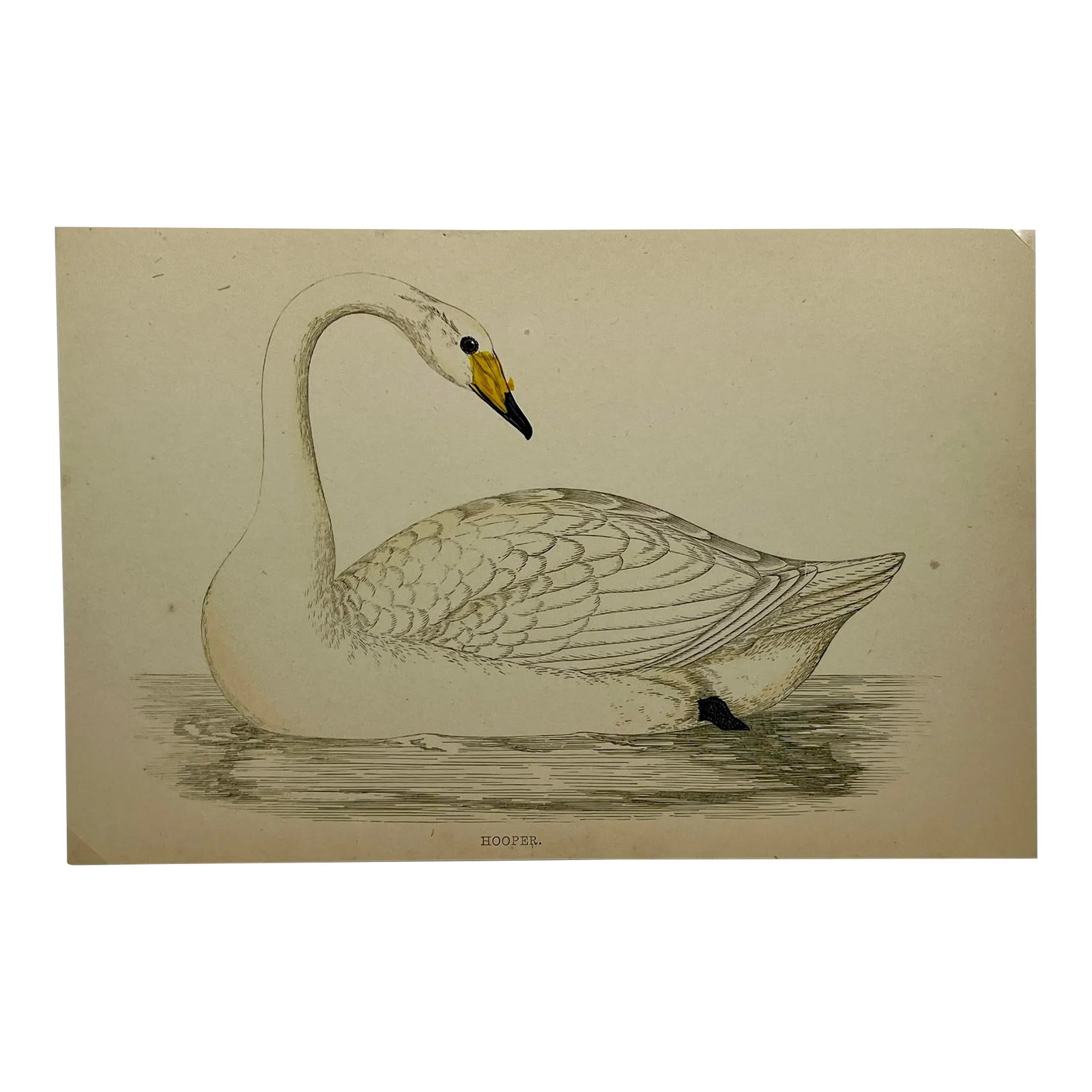Antique Hand Tinted Bird Print From England Featuring a Graceful White Hooper Swan - Circa 1880: Antique Hand Tinted Bird Print From England Featuring a Graceful White Hooper Swan - Circa 1880. Print measures 7" W x 4 5/8" T Print is attached to an 11 3/4" W x 8 1/4" T piece of paper by 2 corner 