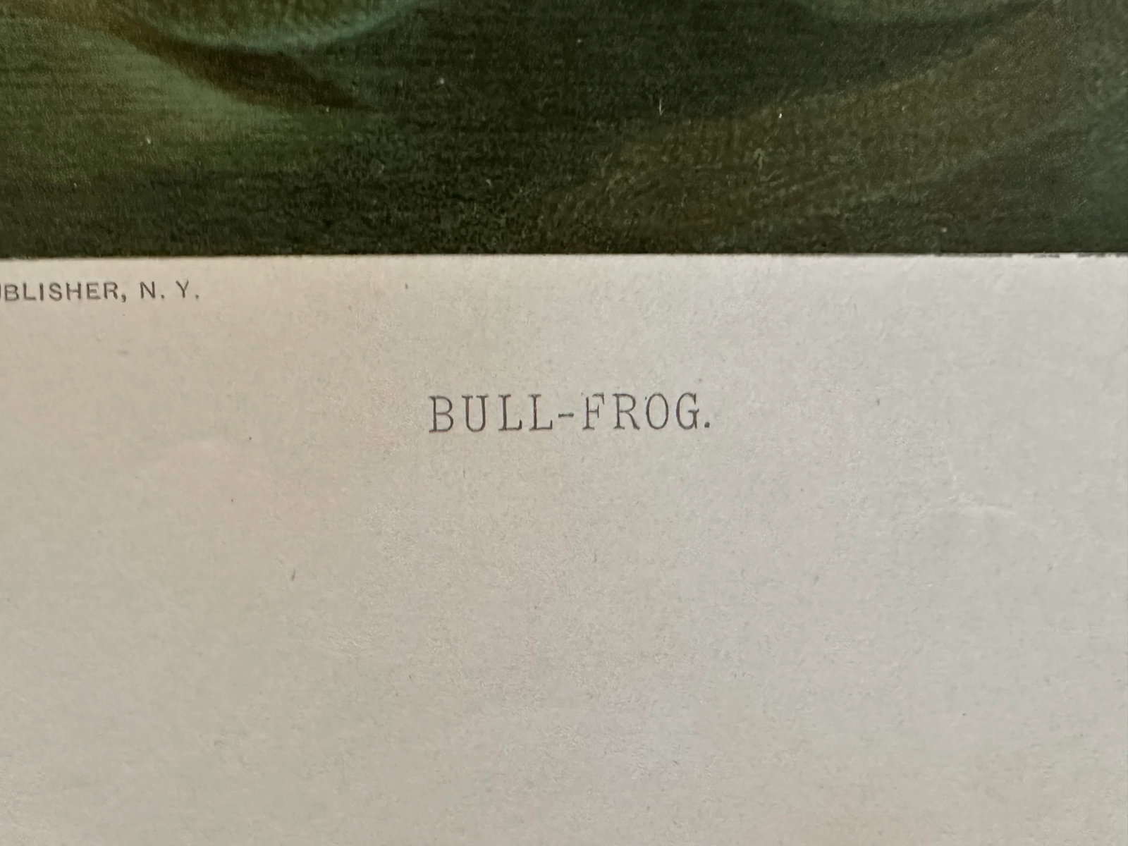 Antique Prang Chromolithograph Print, Bull Frogs in Pond - 12