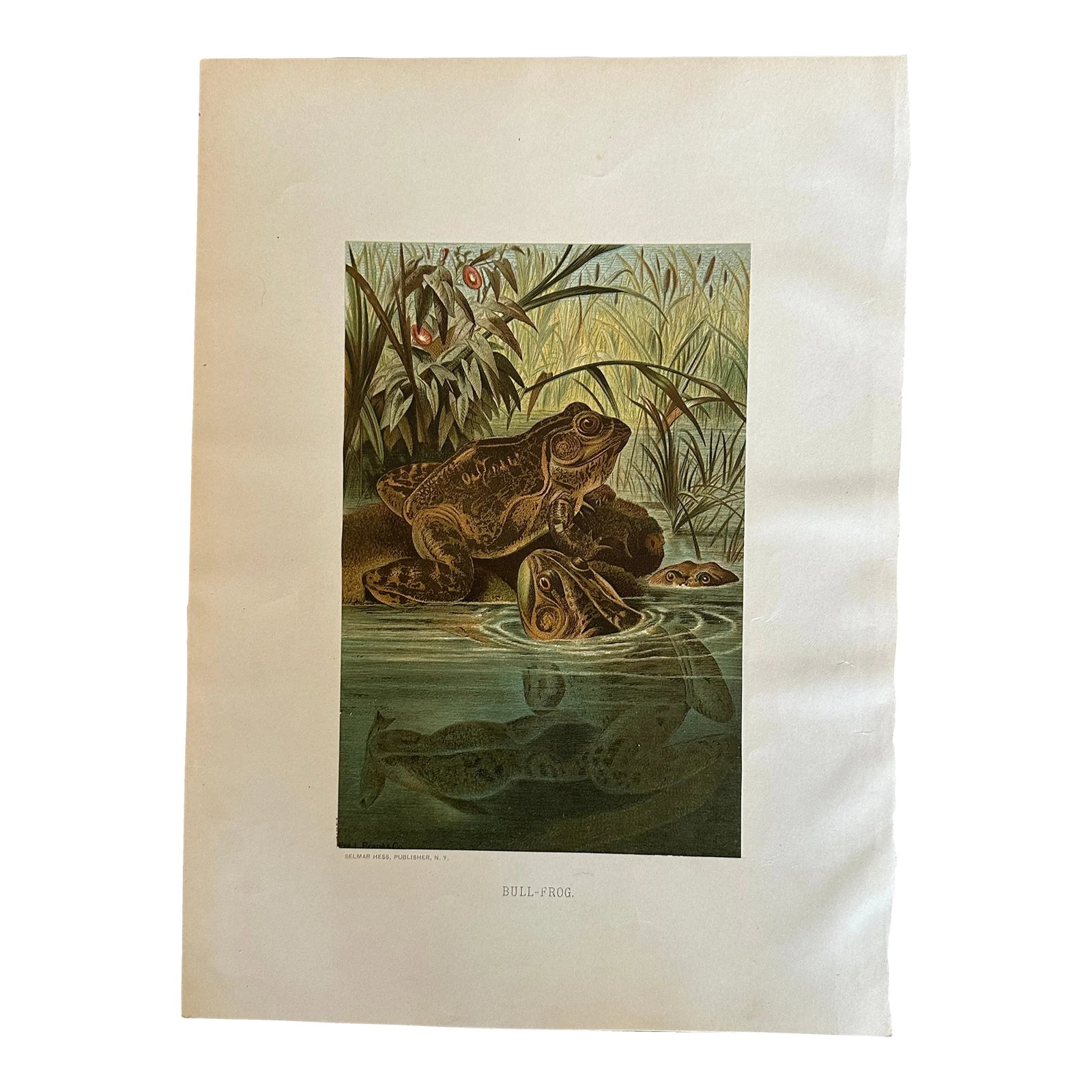 Antique Prang Chromolithograph Print, Bull Frogs in Pond: Mat and frame this antique bull frog art print and hang it anywhere in your home where you want a wildlife decor accent. The beautiful vintage color chromolithograph panel is by L. Prang & Co. It is