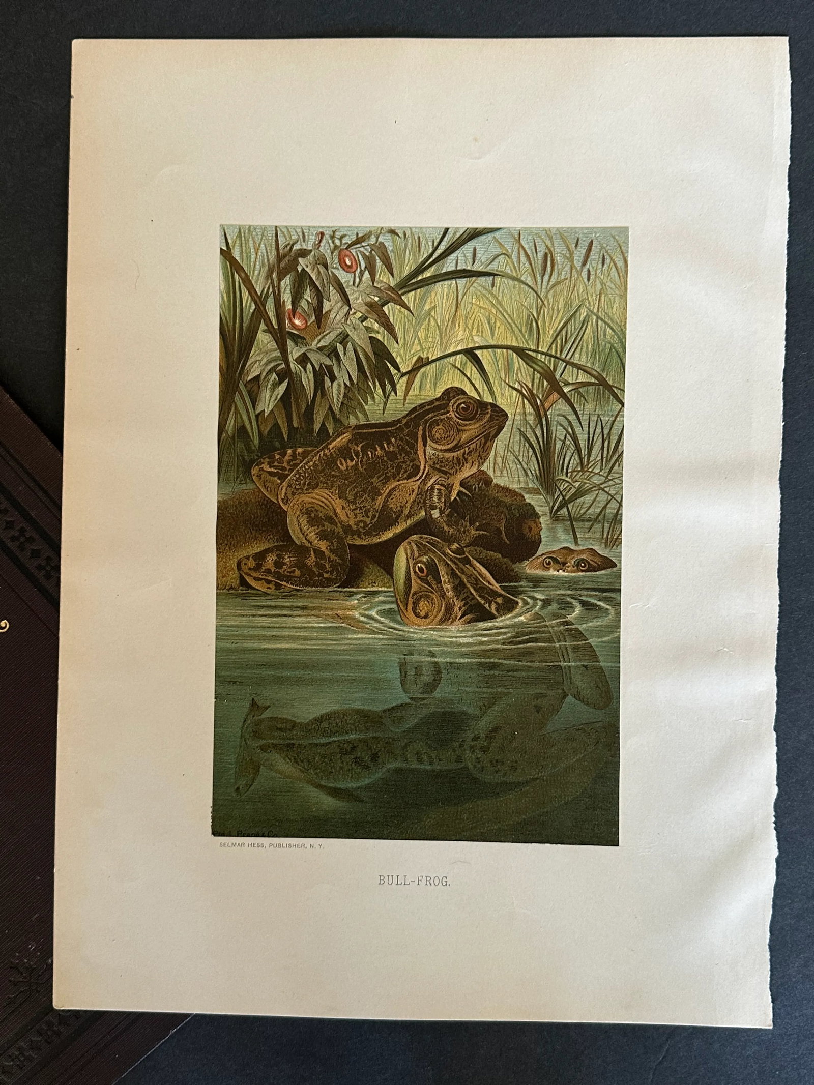 Antique Prang Chromolithograph Print, Bull Frogs in Pond - 2