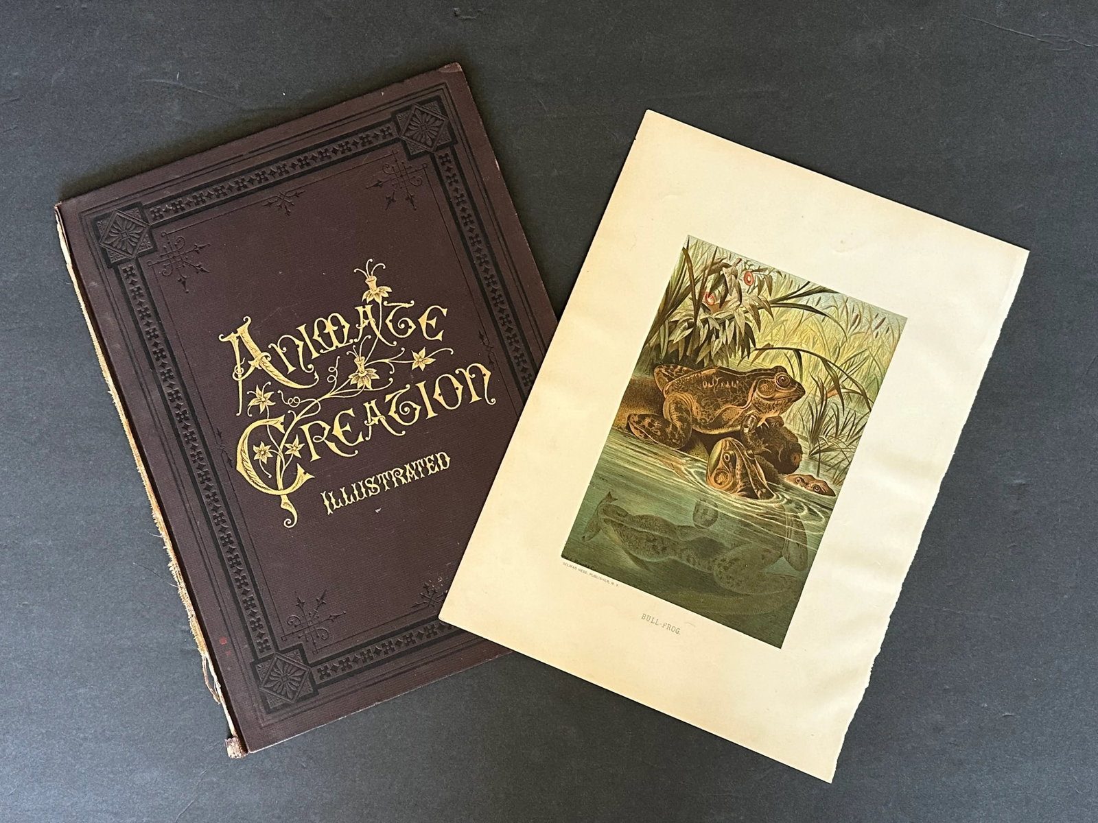 Antique Prang Chromolithograph Print, Bull Frogs in Pond - 3