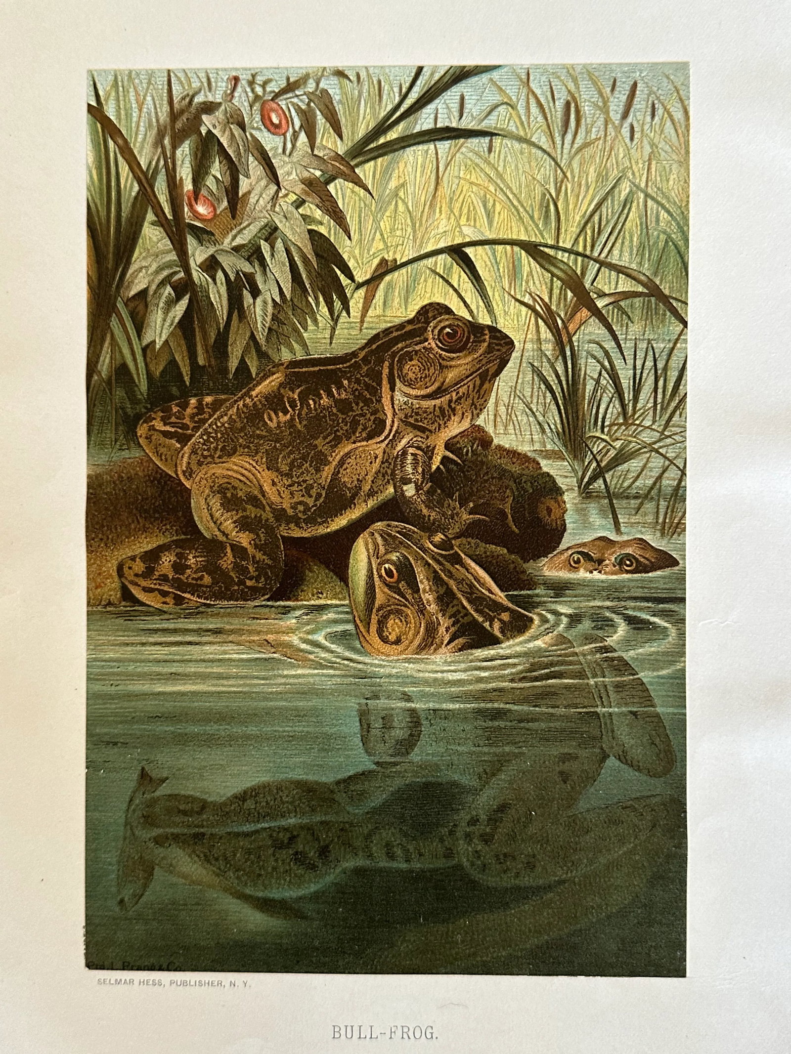 Antique Prang Chromolithograph Print, Bull Frogs in Pond - 4