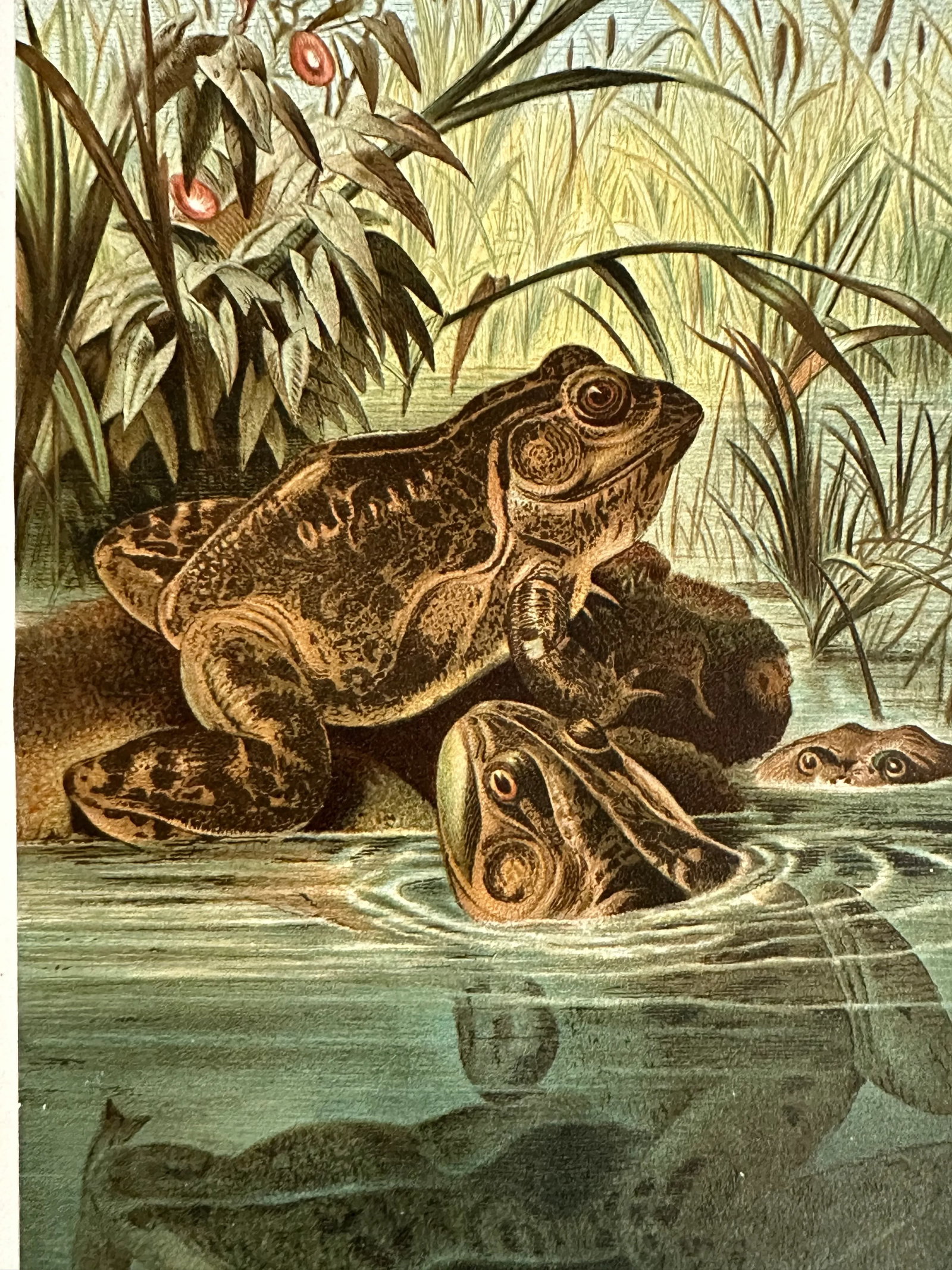 Antique Prang Chromolithograph Print, Bull Frogs in Pond - 5