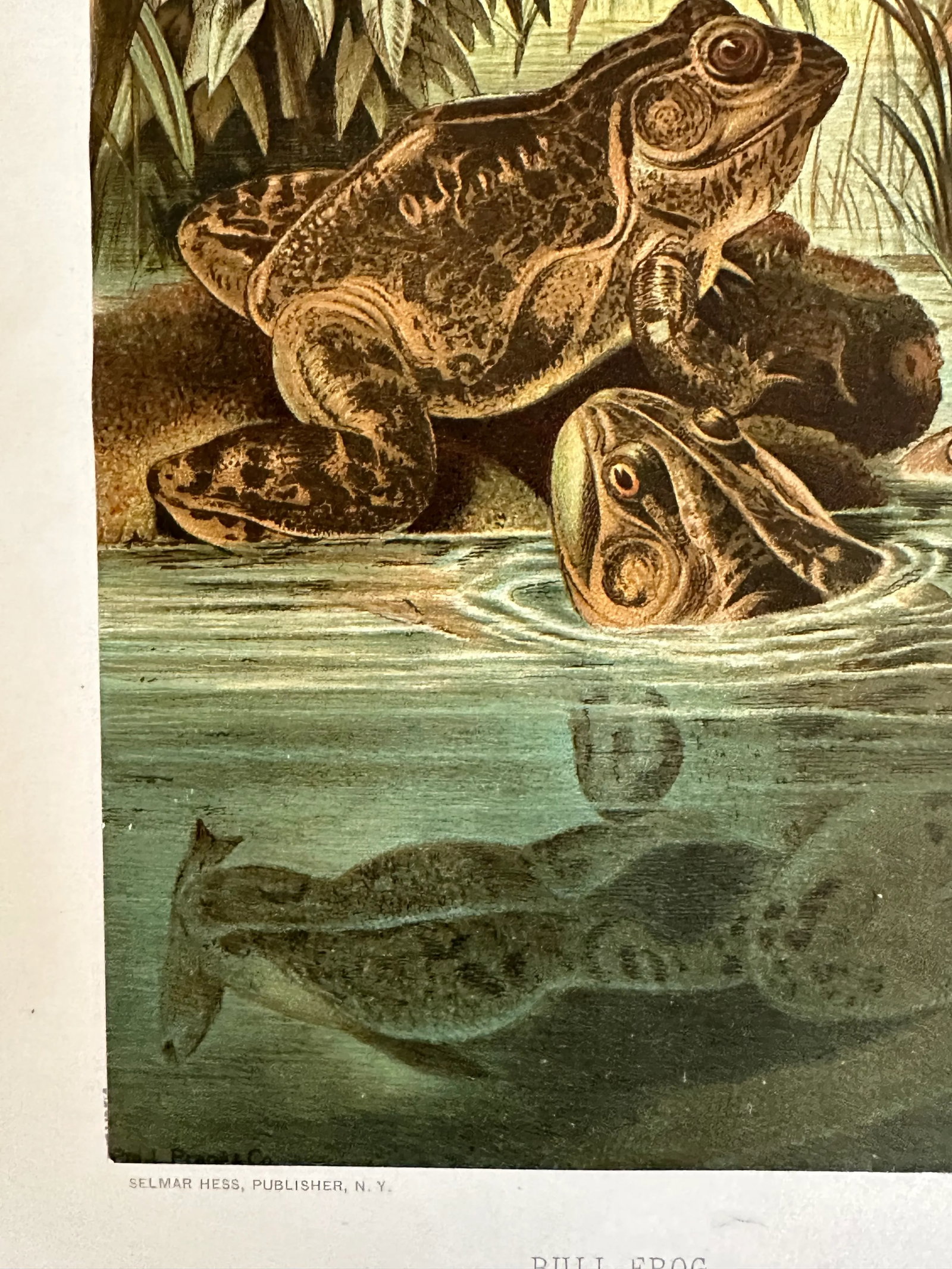Antique Prang Chromolithograph Print, Bull Frogs in Pond - 6