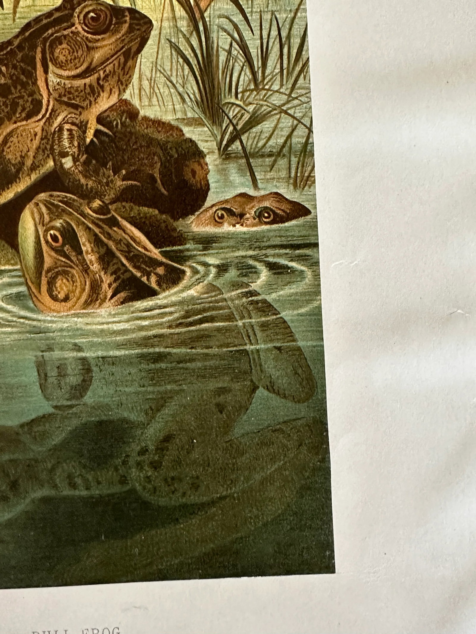 Antique Prang Chromolithograph Print, Bull Frogs in Pond - 7