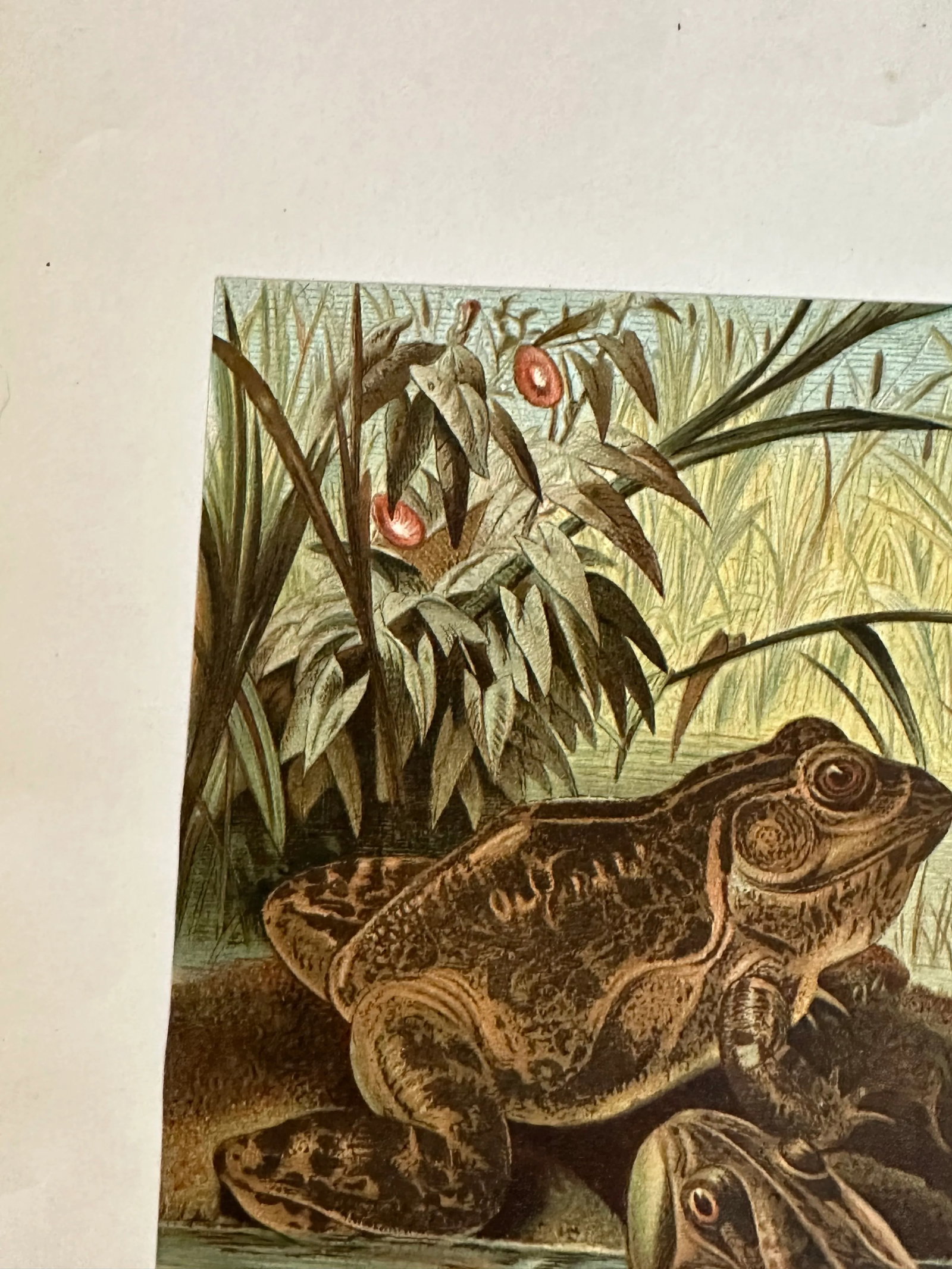Antique Prang Chromolithograph Print, Bull Frogs in Pond - 8