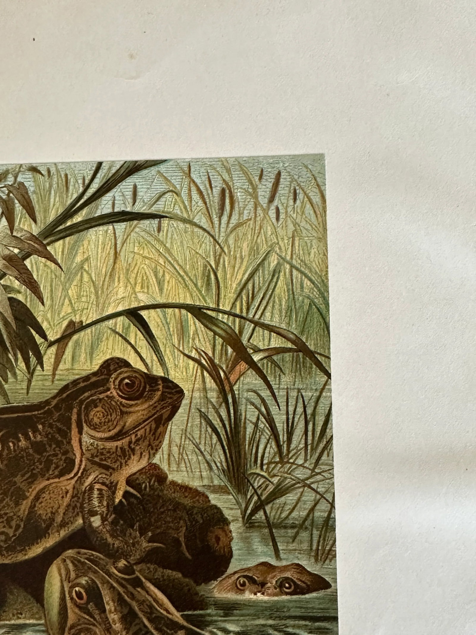 Antique Prang Chromolithograph Print, Bull Frogs in Pond - 9