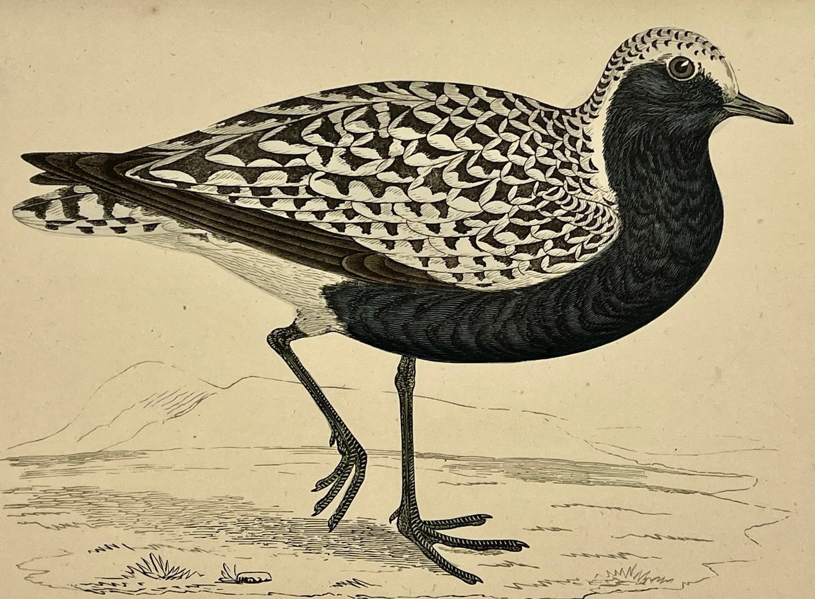 Antique Hand Tinted Bird Print From England Featuring a Grey Plover - Circa 1880 - 10