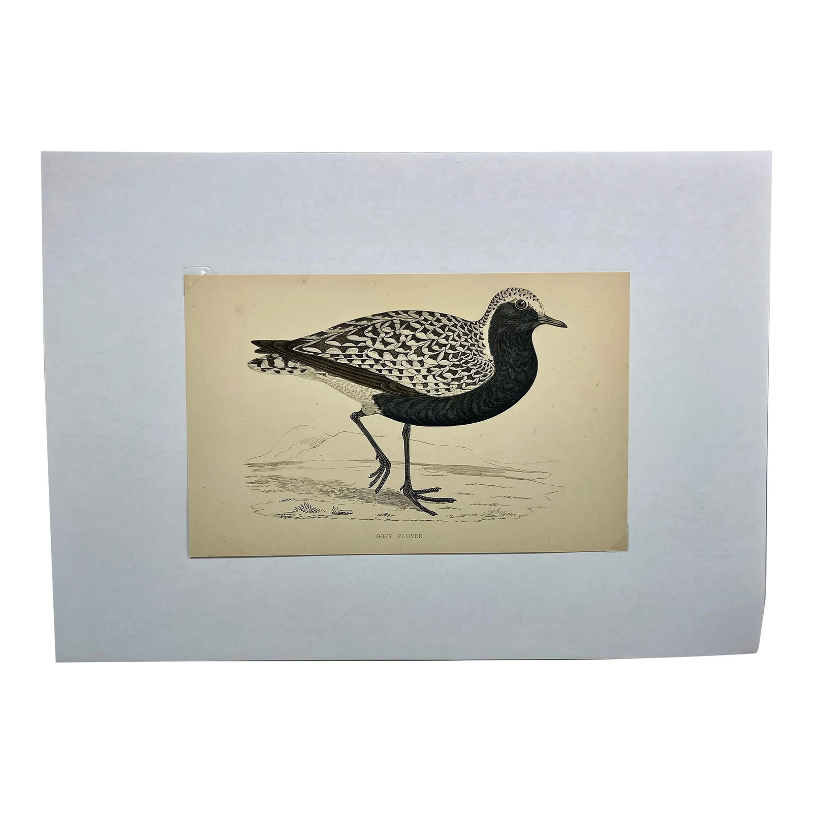Antique Hand Tinted Bird Print From England Featuring a Grey Plover - Circa 1880: Antique Hand Tinted Bird Print From England Featuring a Grey Plover - Circa 1880. Print measures 7 1/4" W x 4 5/8" T Print is attached to an 11 3/4" W x 8 1/4" T piece of paper by 2 corner wedges.