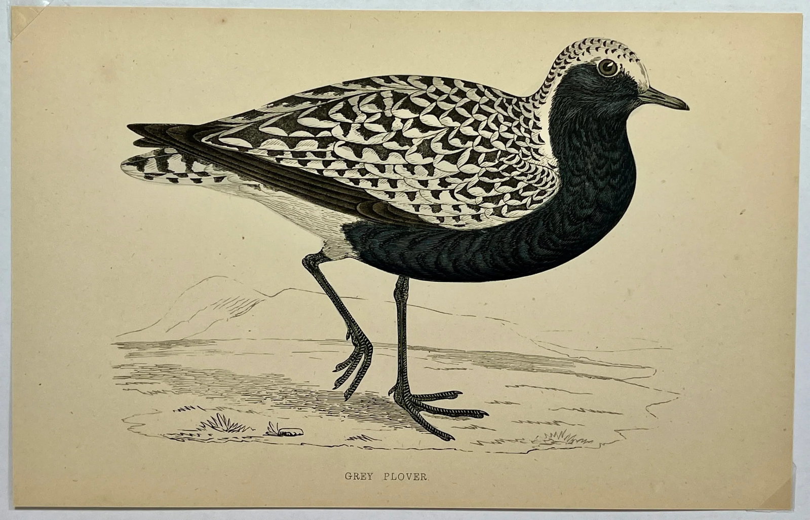 Antique Hand Tinted Bird Print From England Featuring a Grey Plover - Circa 1880 - 2