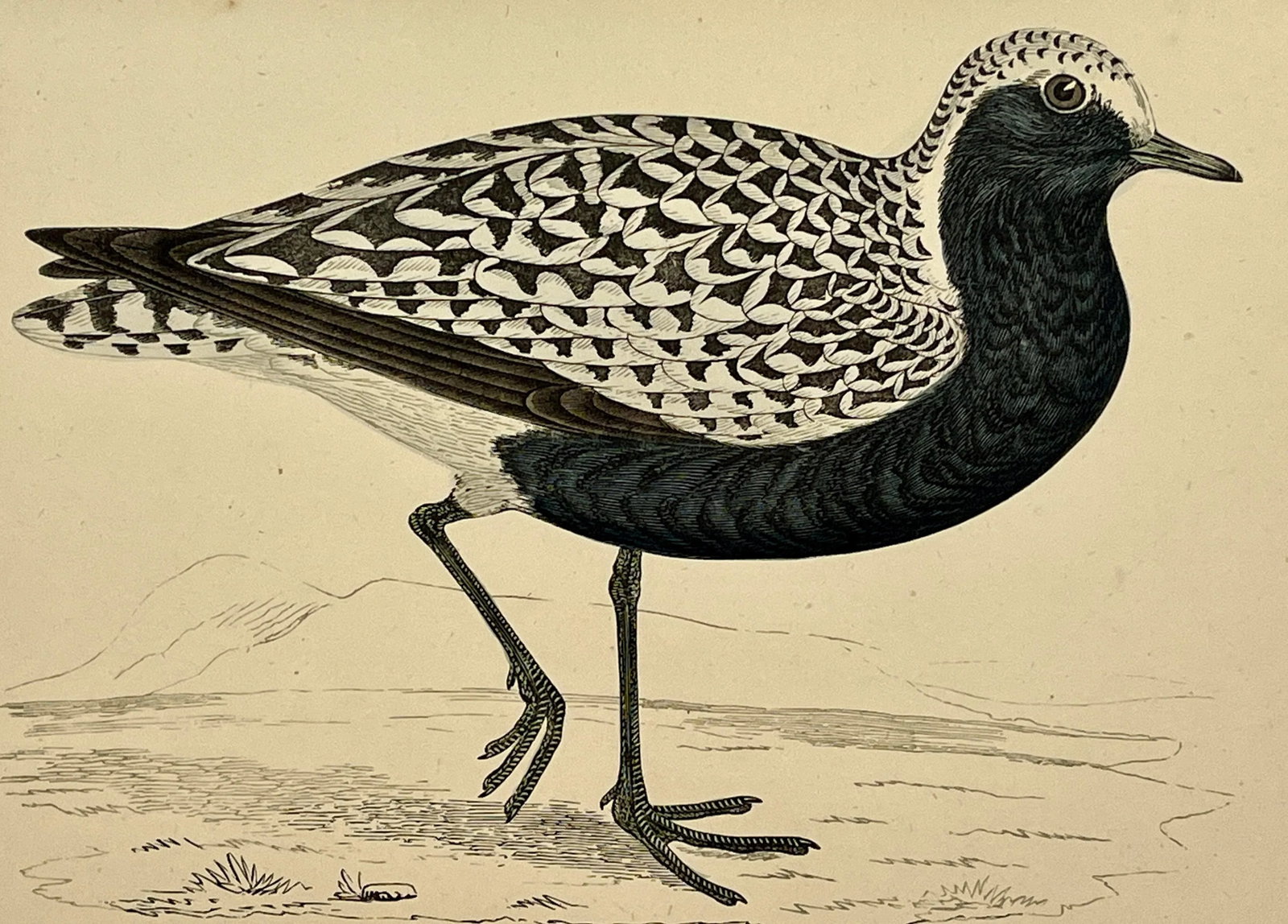 Antique Hand Tinted Bird Print From England Featuring a Grey Plover - Circa 1880 - 3