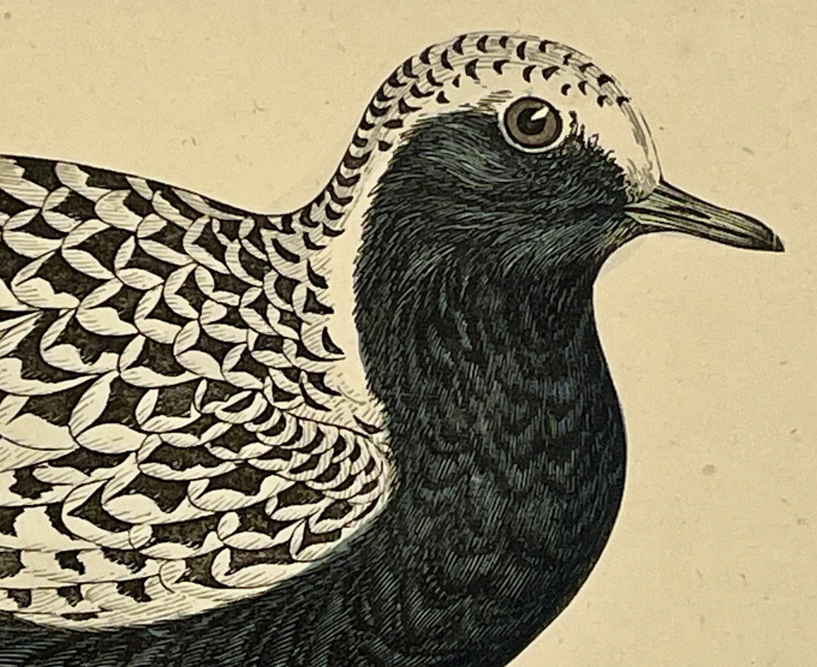 Antique Hand Tinted Bird Print From England Featuring a Grey Plover - Circa 1880 - 4