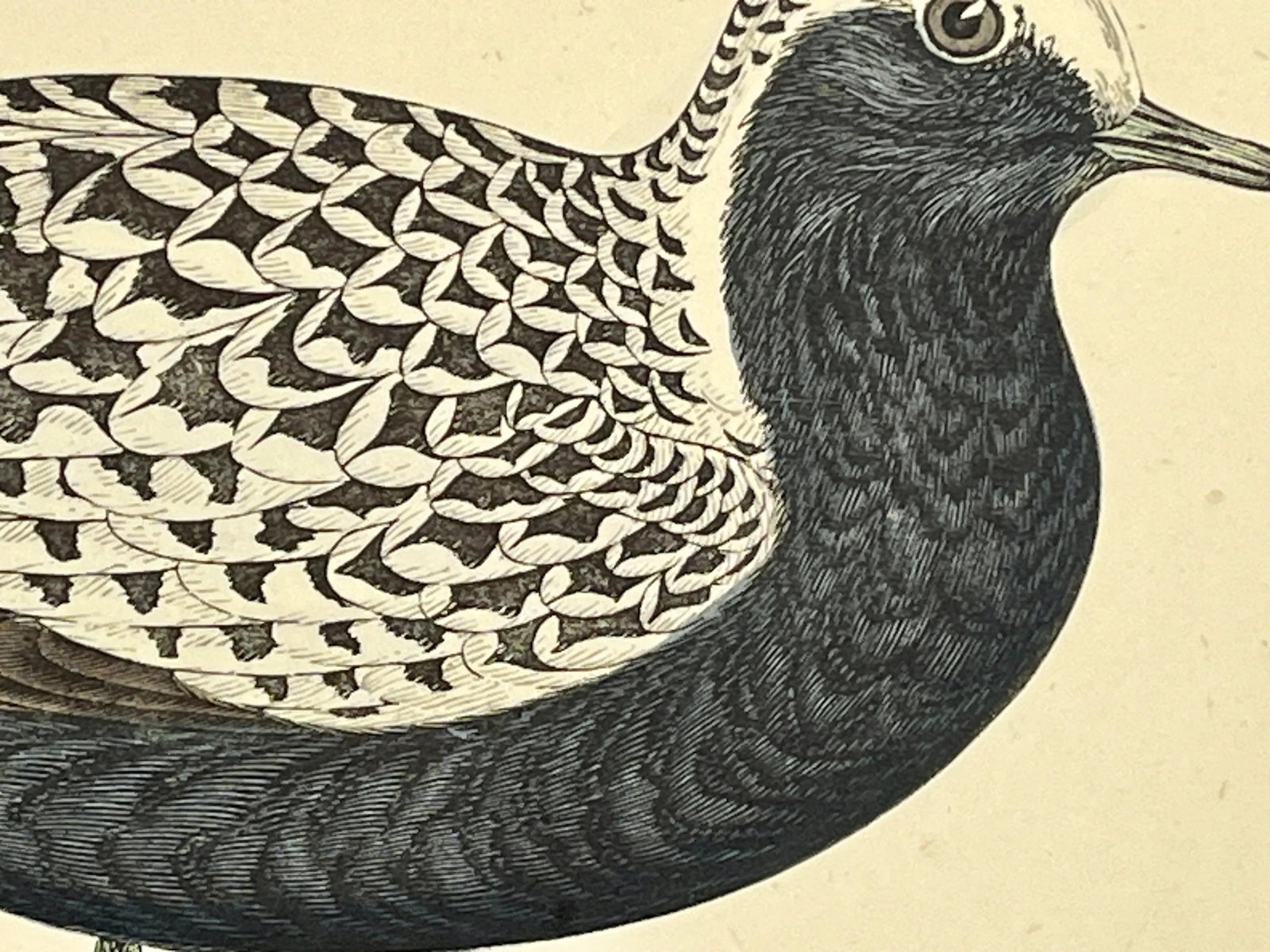 Antique Hand Tinted Bird Print From England Featuring a Grey Plover - Circa 1880 - 5