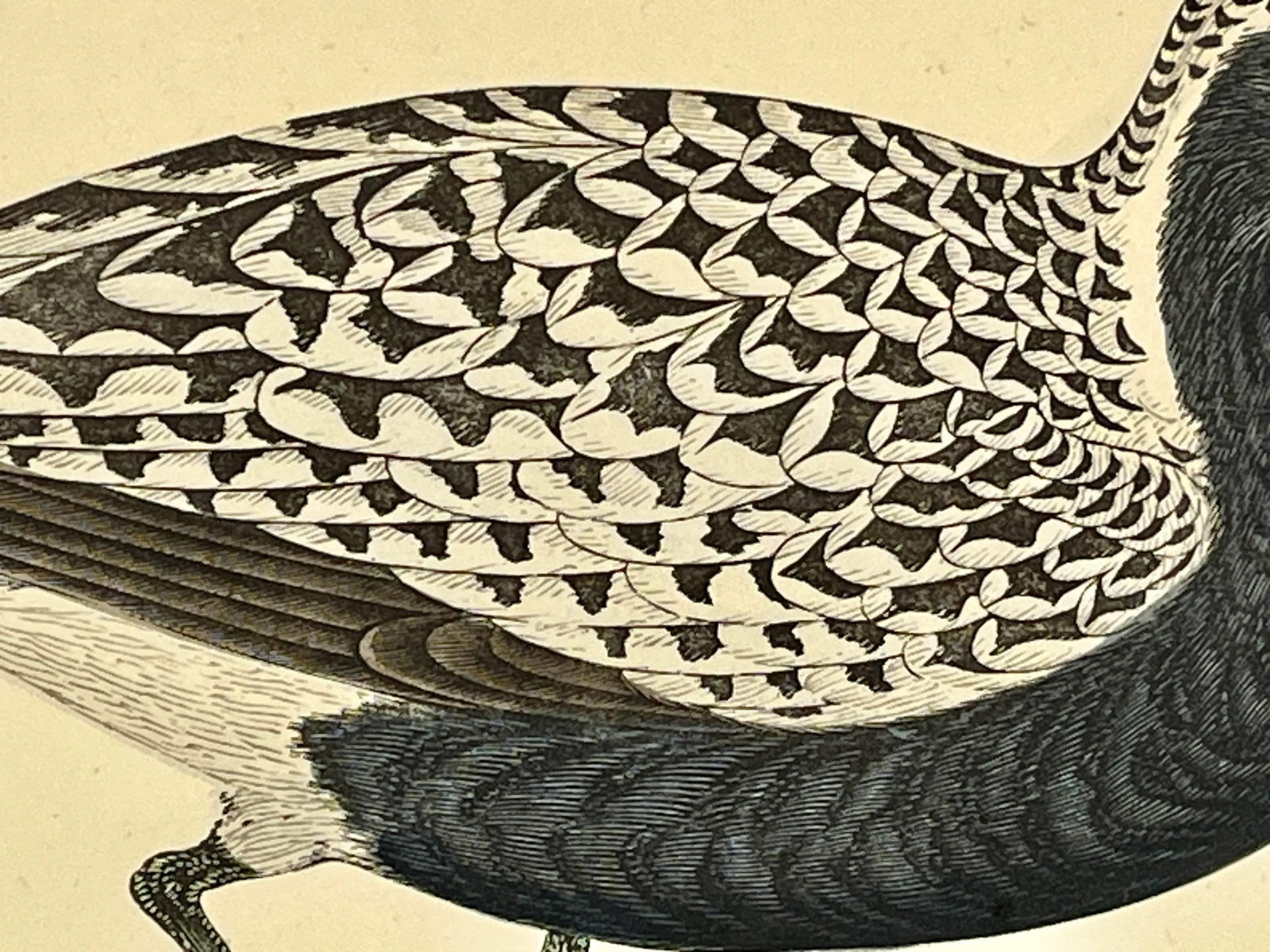 Antique Hand Tinted Bird Print From England Featuring a Grey Plover - Circa 1880 - 6