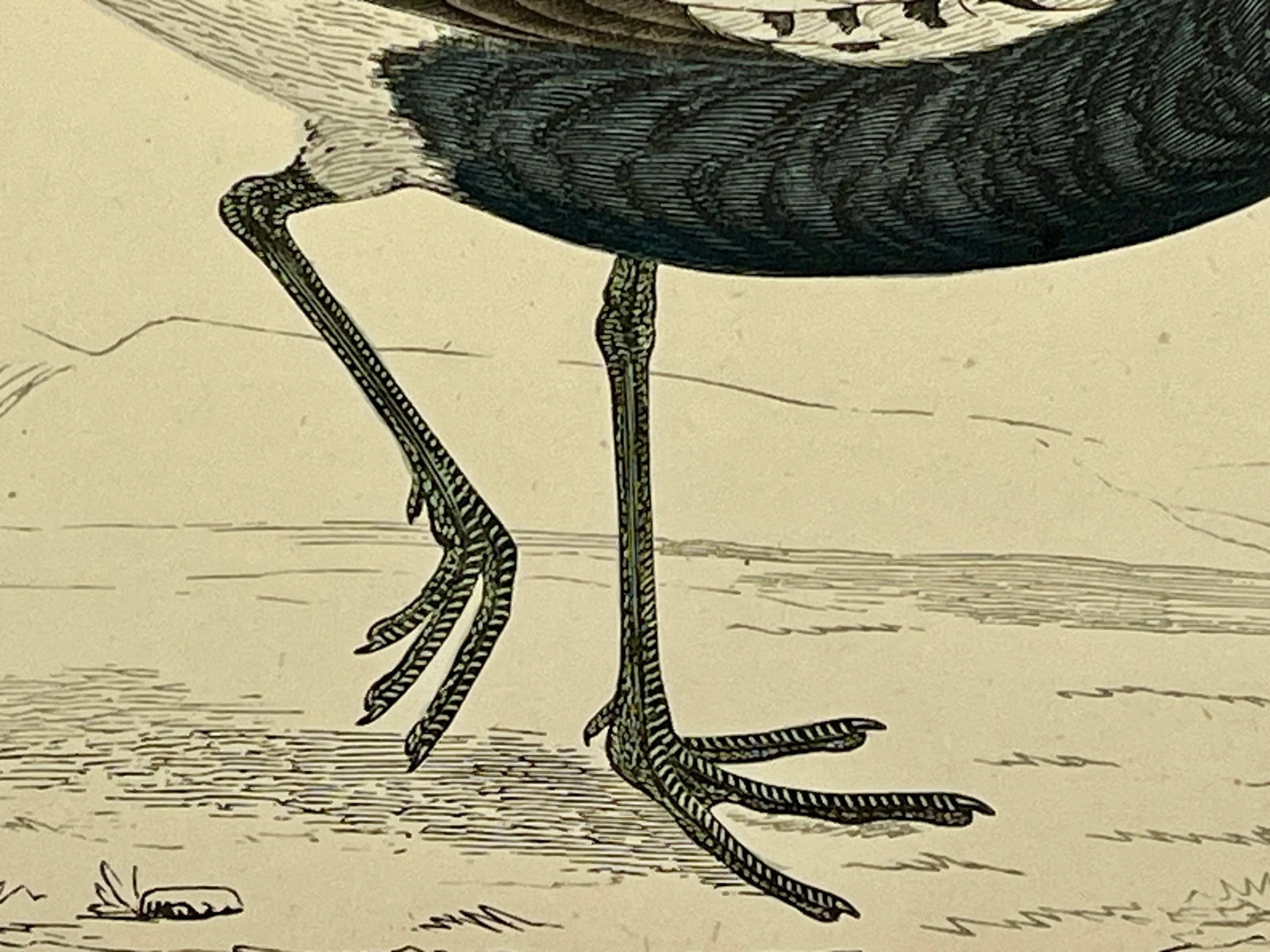 Antique Hand Tinted Bird Print From England Featuring a Grey Plover - Circa 1880 - 8