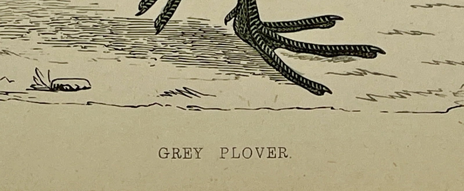 Antique Hand Tinted Bird Print From England Featuring a Grey Plover - Circa 1880 - 9