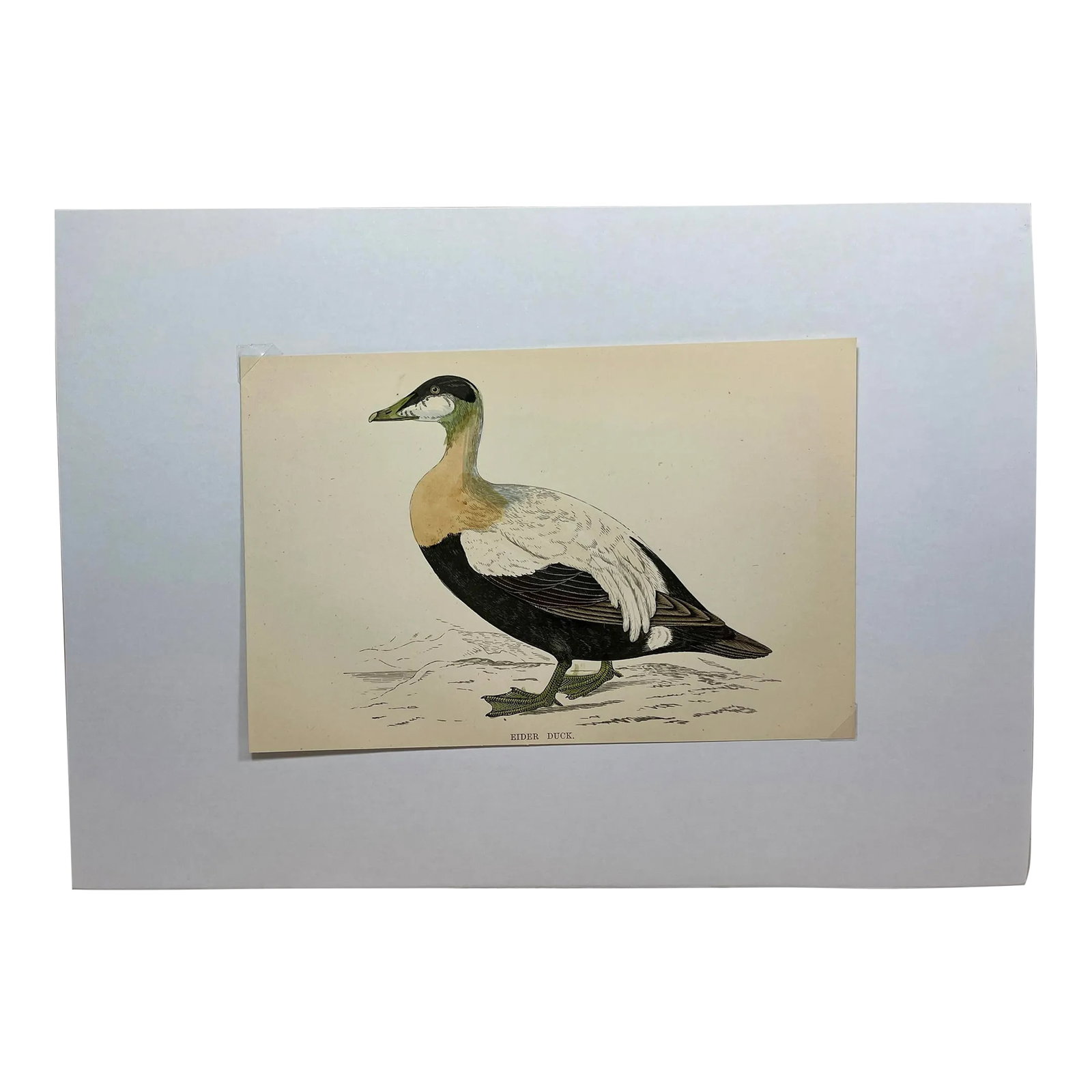 Antique Hand Tinted Bird Print From England Featuring a Brown, Black & White Eider Duck - Circa 1888: Antique Hand Tinted Bird Print From England Featuring a Brown, Black & White Eider Duck - Circa 1888. Print measures 7 3/8" W x 4 3/4" T Print is attached to an 11 3/4" W x 8 1/4" T piece of paper by