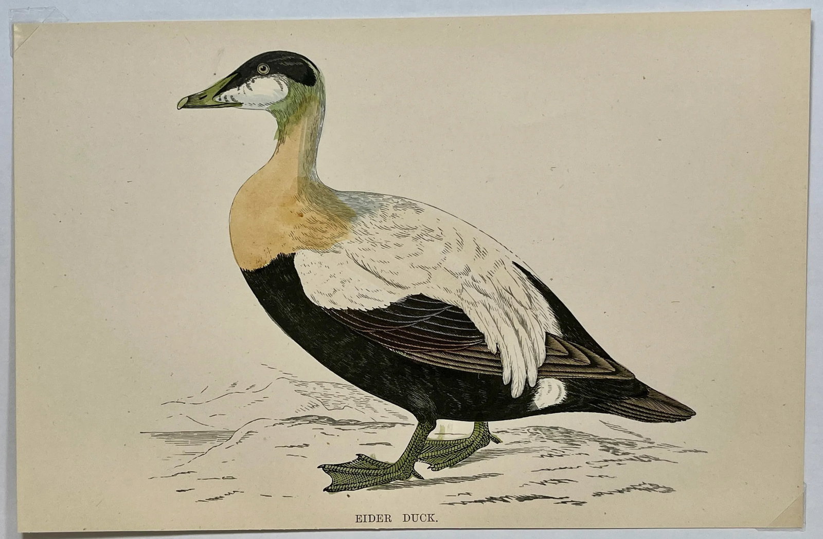Antique Hand Tinted Bird Print From England Featuring a Brown, Black & White Eider Duck - Circa 1888 - 2