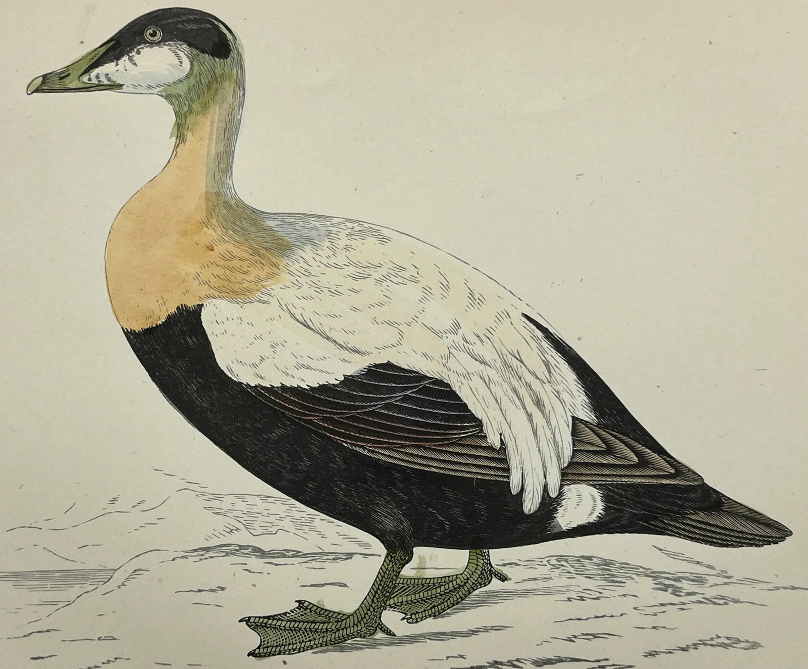 Antique Hand Tinted Bird Print From England Featuring a Brown, Black & White Eider Duck - Circa 1888 - 3