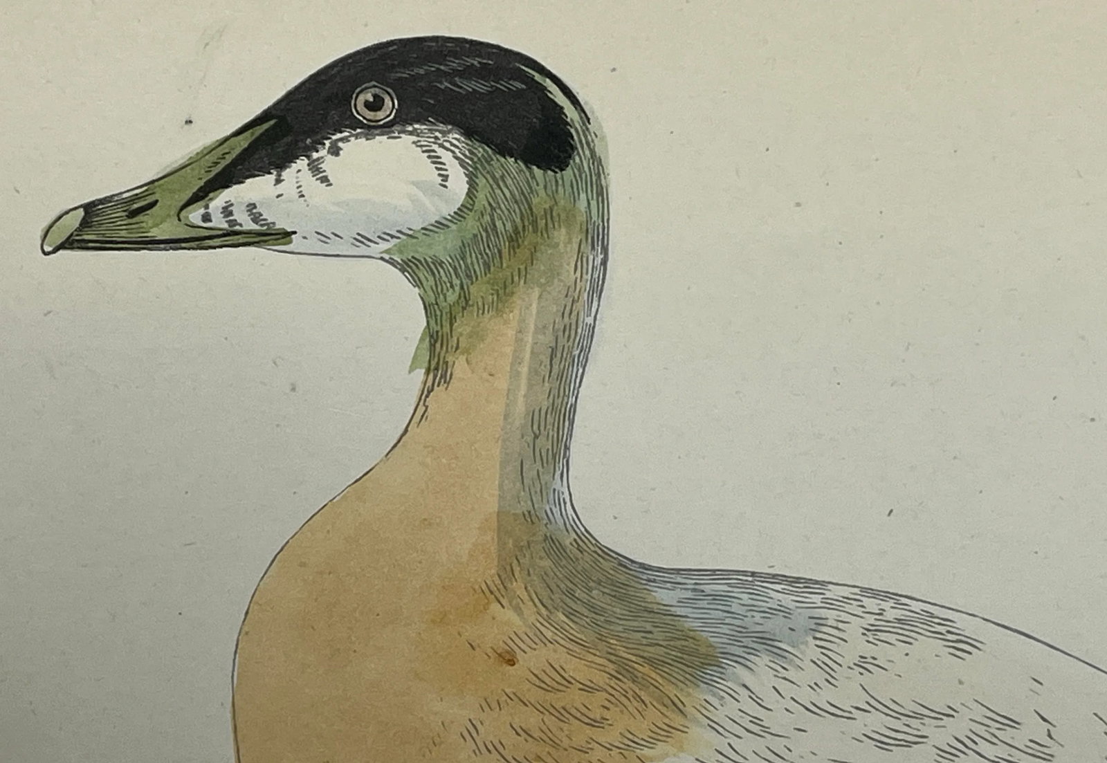 Antique Hand Tinted Bird Print From England Featuring a Brown, Black & White Eider Duck - Circa 1888 - 4