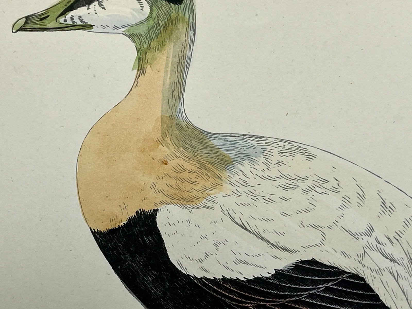 Antique Hand Tinted Bird Print From England Featuring a Brown, Black & White Eider Duck - Circa 1888 - 5