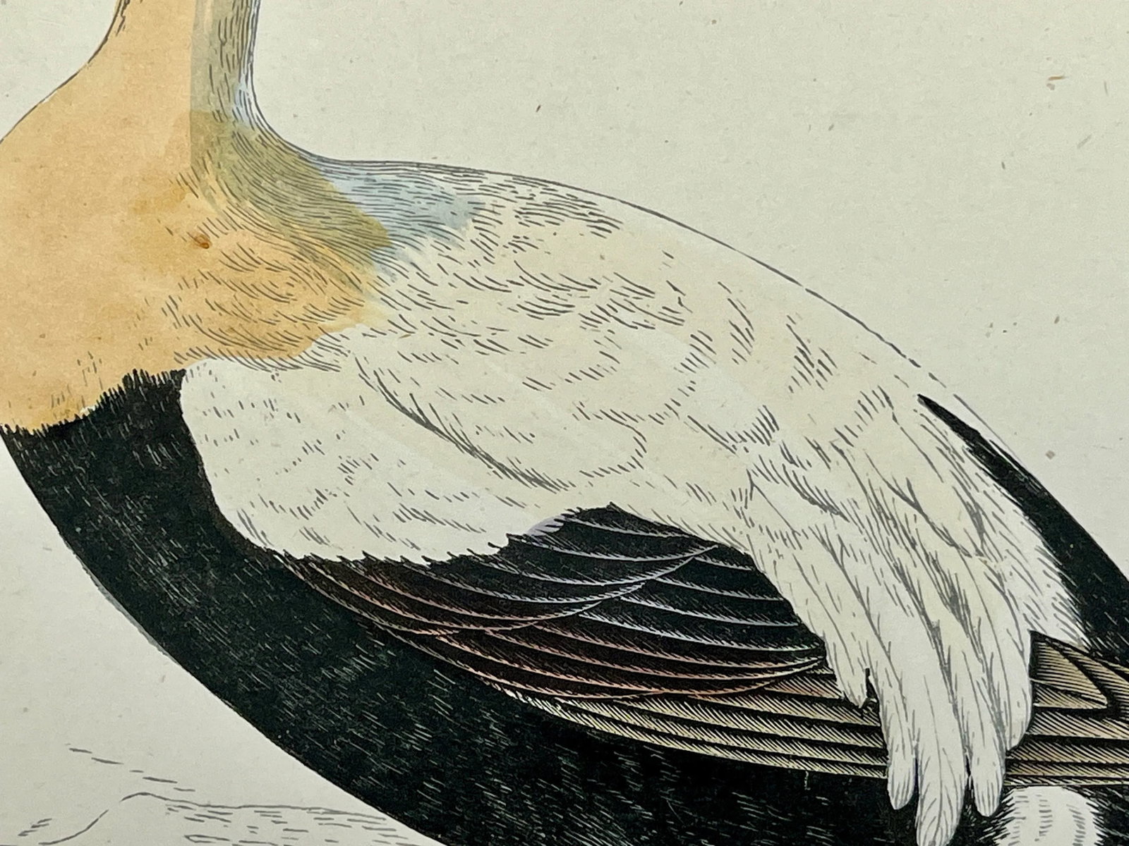 Antique Hand Tinted Bird Print From England Featuring a Brown, Black & White Eider Duck - Circa 1888 - 6