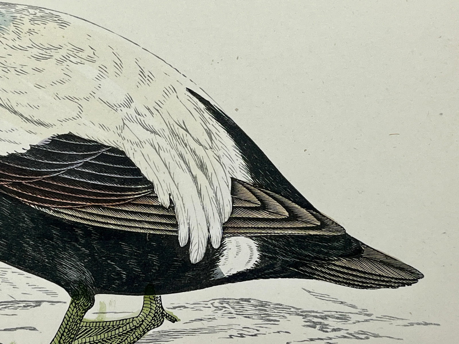 Antique Hand Tinted Bird Print From England Featuring a Brown, Black & White Eider Duck - Circa 1888 - 7