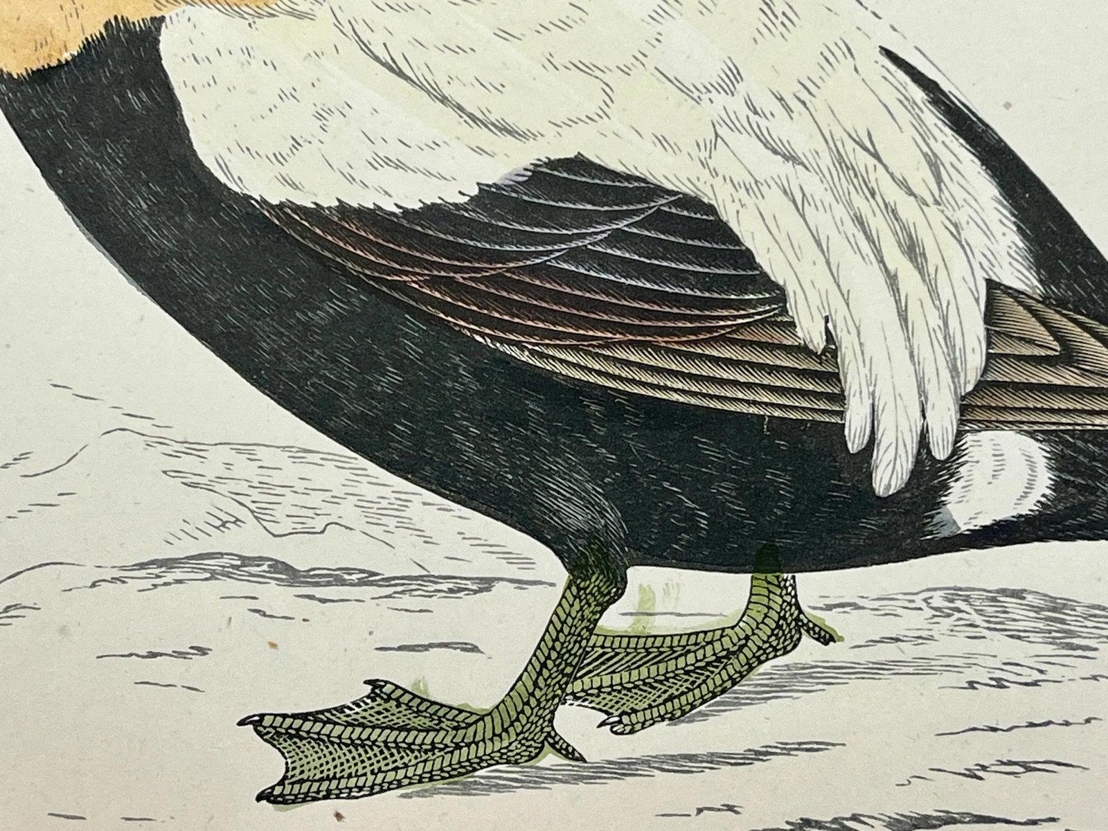 Antique Hand Tinted Bird Print From England Featuring a Brown, Black & White Eider Duck - Circa 1888 - 8
