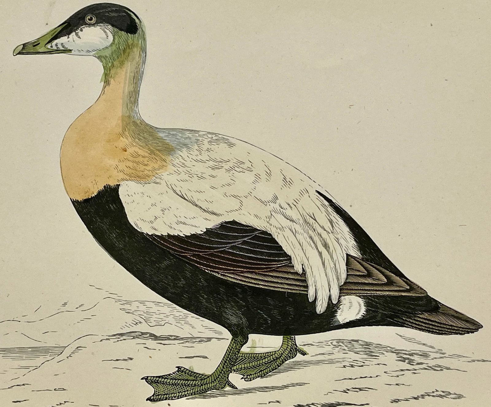 Antique Hand Tinted Bird Print From England Featuring a Brown, Black & White Eider Duck - Circa 1888 - 9