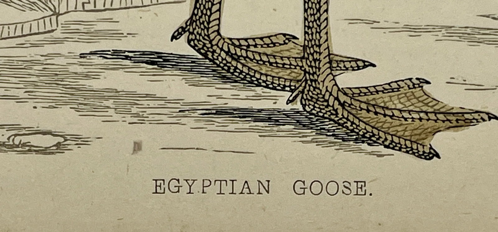 Antique Hand Tinted Bird Print From England Featuring an Egyptian Goose - Circa 1880 - 10