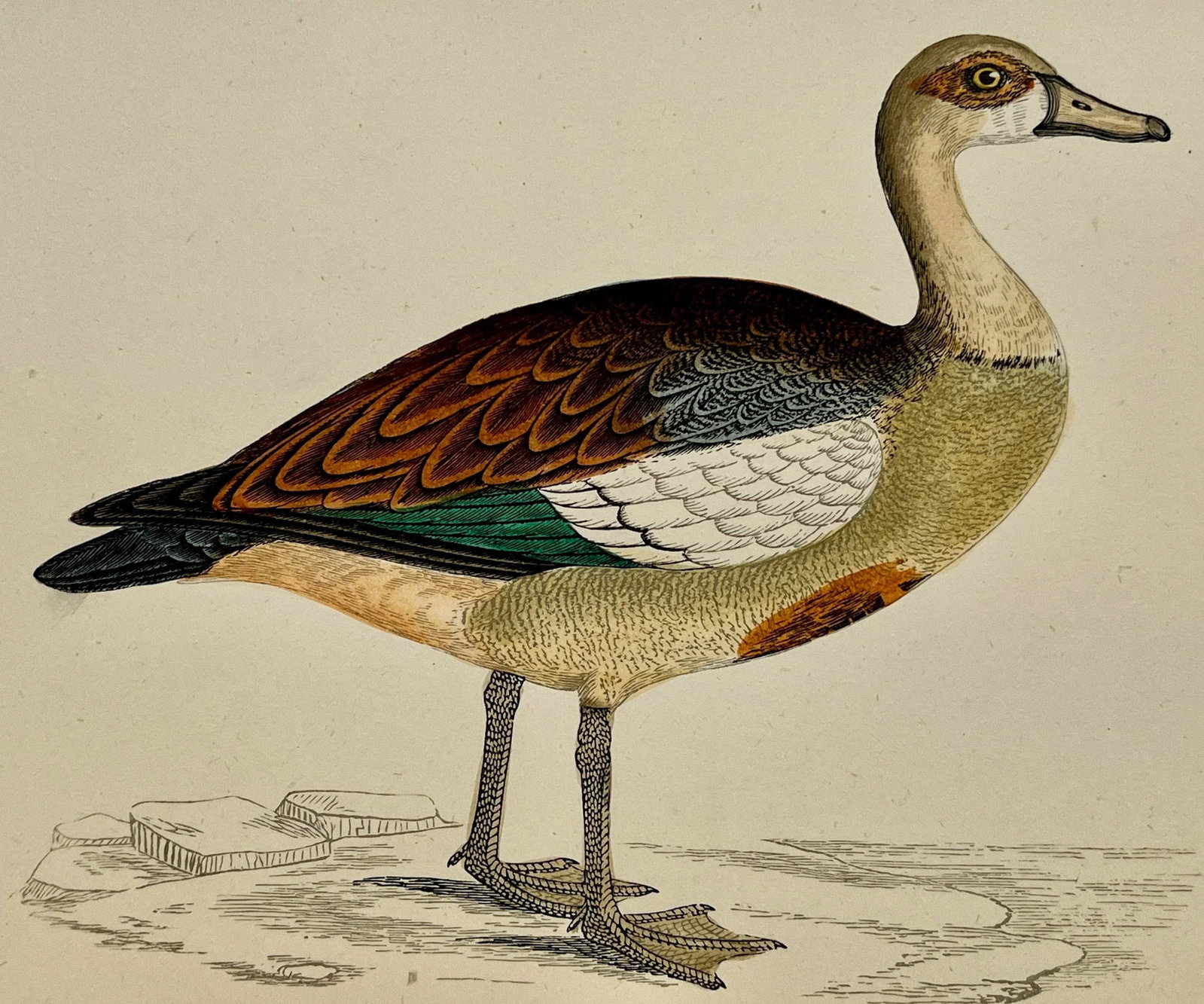 Antique Hand Tinted Bird Print From England Featuring an Egyptian Goose - Circa 1880 - 11