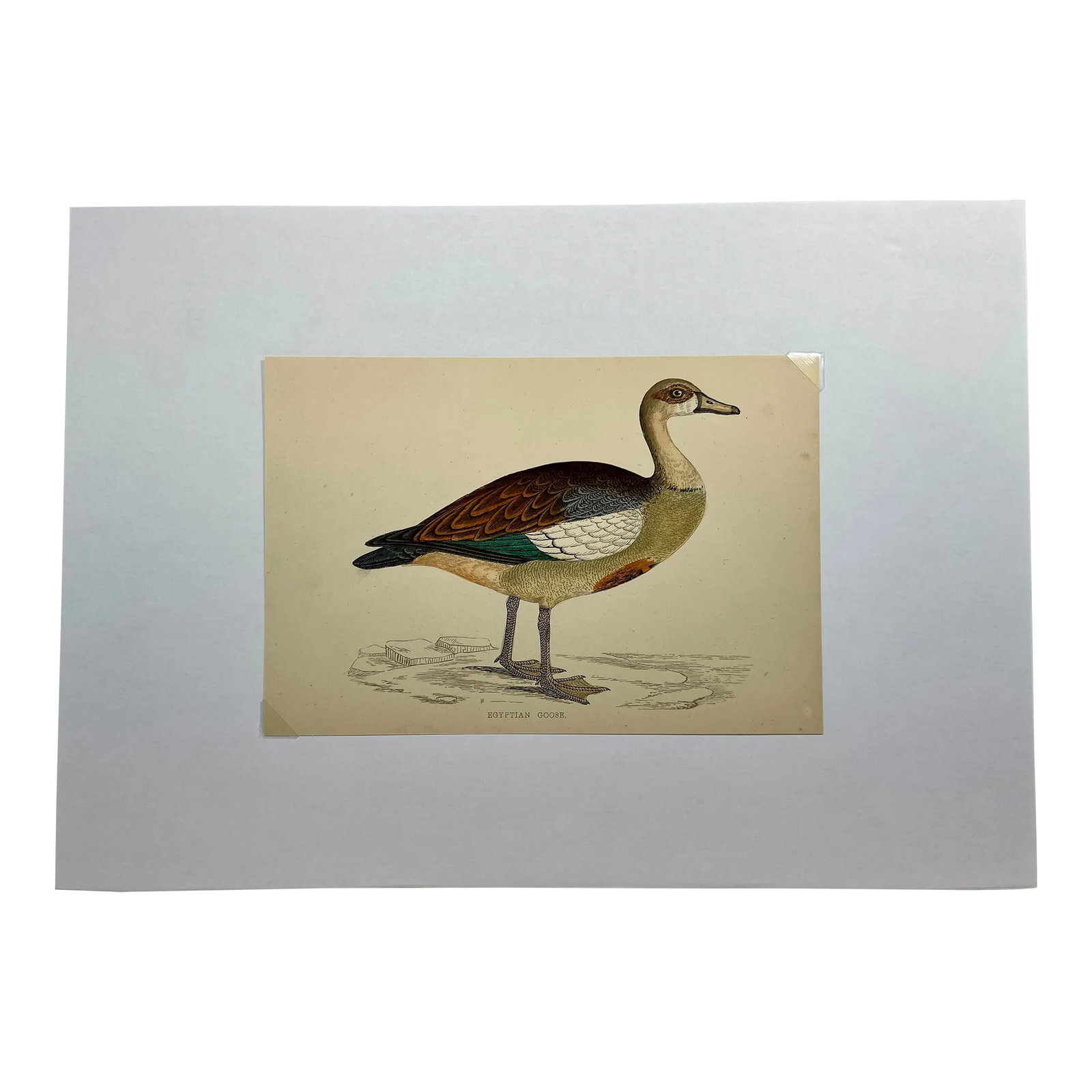 Antique Hand Tinted Bird Print From England Featuring an Egyptian Goose - Circa 1880: Antique Hand Tinted Bird Print From England Featuring an Egyptian Goose - Circa 1880. Print measures 6 3/4" W x 4 5/8" T Print is attached to an 11 3/4" W x 8 1/4" T piece of paper by 2 corner wedges.