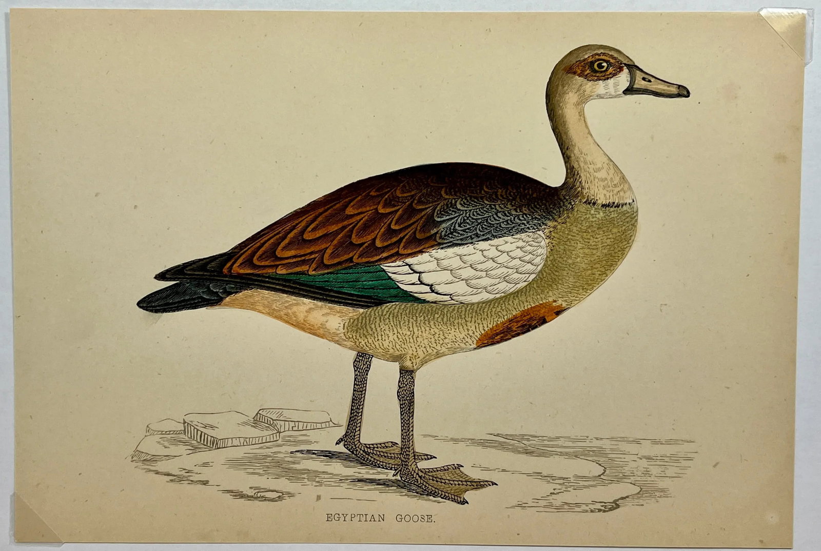 Antique Hand Tinted Bird Print From England Featuring an Egyptian Goose - Circa 1880 - 2