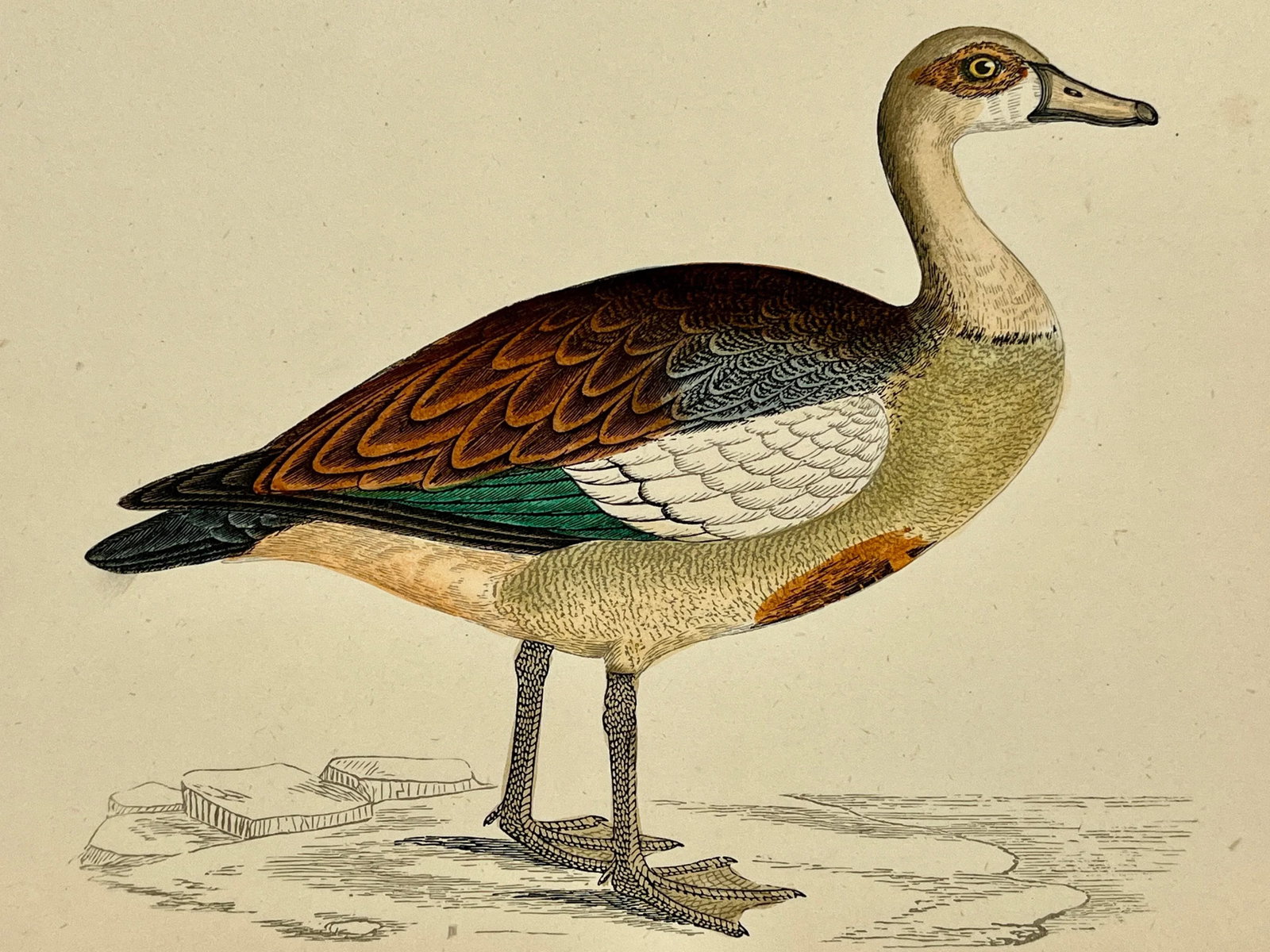 Antique Hand Tinted Bird Print From England Featuring an Egyptian Goose - Circa 1880 - 3