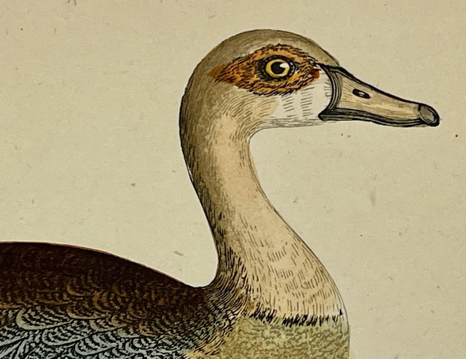 Antique Hand Tinted Bird Print From England Featuring an Egyptian Goose - Circa 1880 - 4