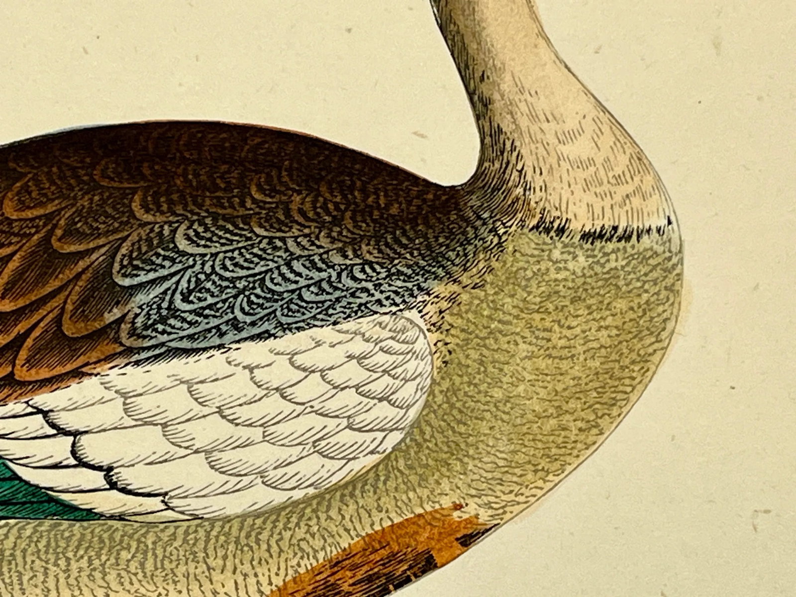 Antique Hand Tinted Bird Print From England Featuring an Egyptian Goose - Circa 1880 - 5
