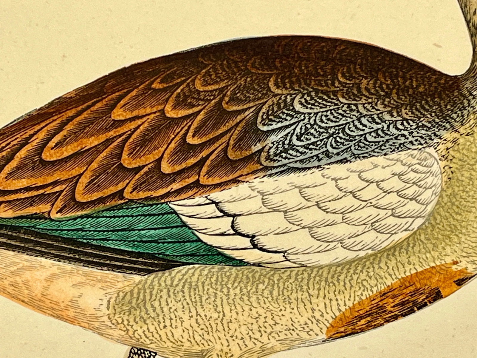 Antique Hand Tinted Bird Print From England Featuring an Egyptian Goose - Circa 1880 - 6