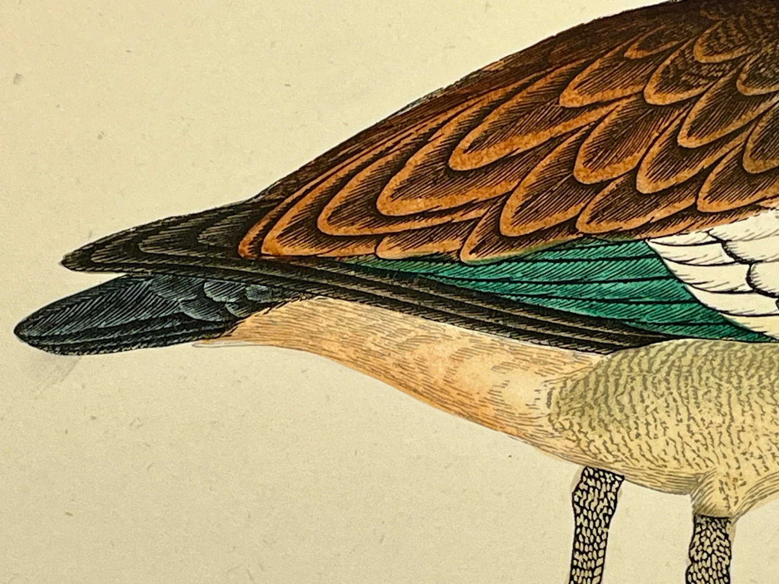 Antique Hand Tinted Bird Print From England Featuring an Egyptian Goose - Circa 1880 - 7