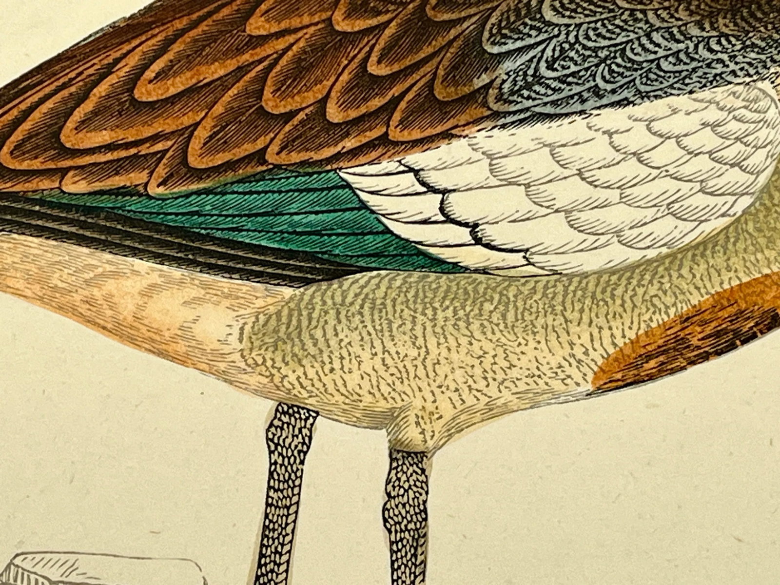 Antique Hand Tinted Bird Print From England Featuring an Egyptian Goose - Circa 1880 - 8