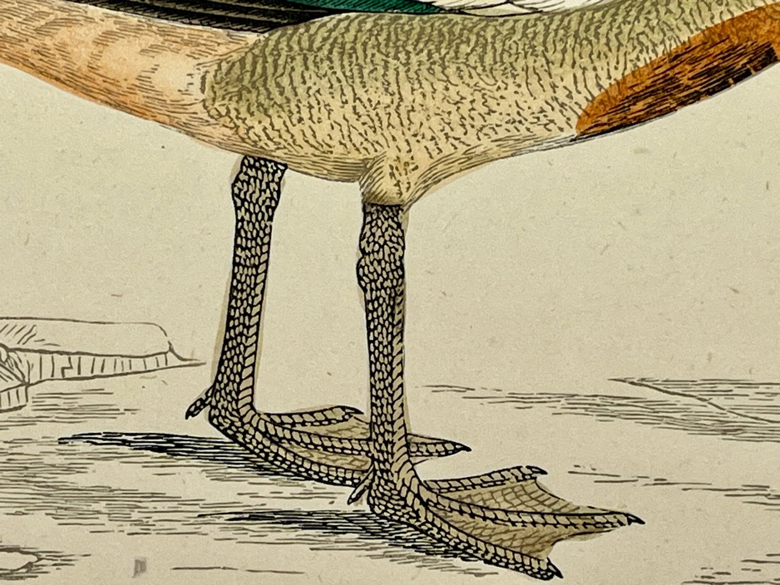Antique Hand Tinted Bird Print From England Featuring an Egyptian Goose - Circa 1880 - 9