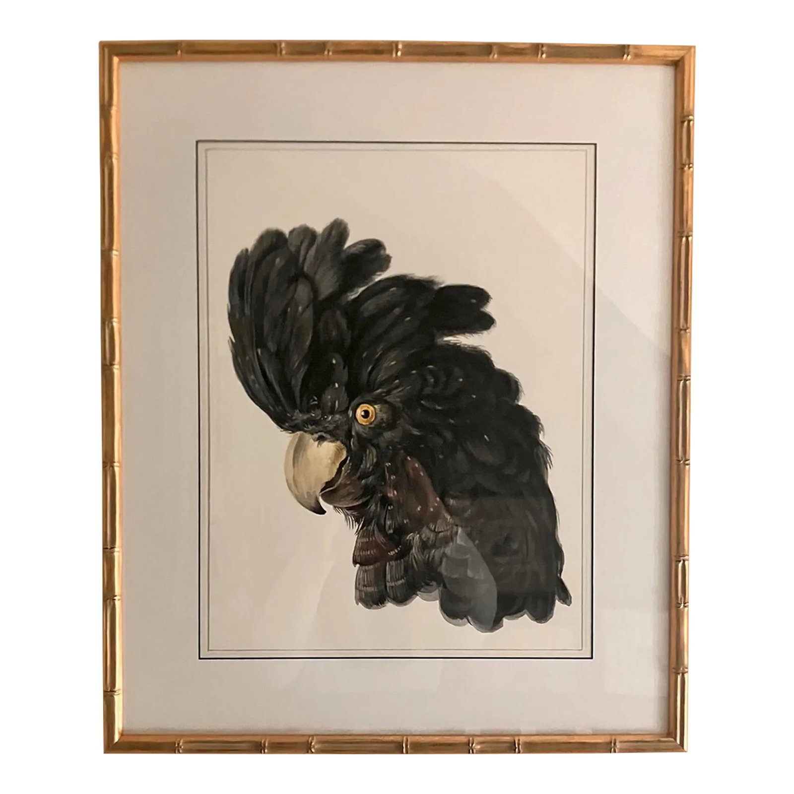 Black Cockatoo Bird Portrait Print in Gold Faux Bamboo Frame: This flamboyant black cockatoo portrait print is remastered from mid-18th Century Dutch drawings by Aert Schouman (1725-1792). It has been beautifully rendered and reprinted on 100% cotton fine art