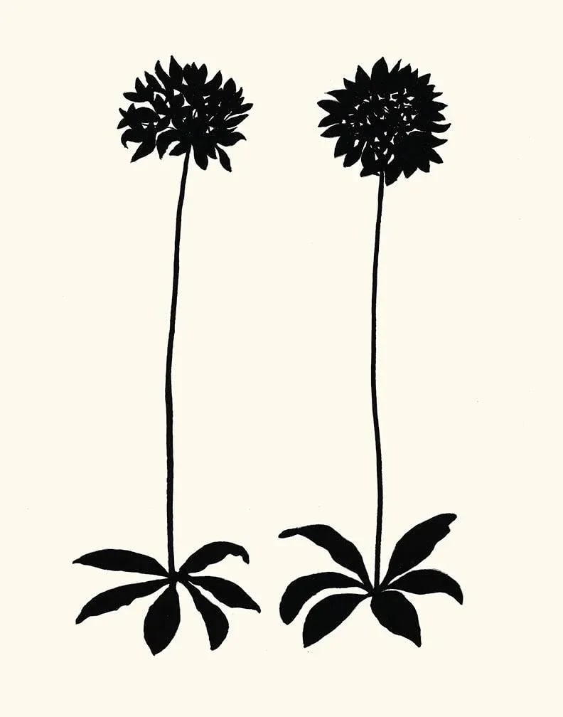 Allium, Giclee Print by Philippa Katz: 'Allium', 2022 A fine art giclee printed with archival inks on artists' paper, from an original india ink drawing by Philippa Katz. There are 10 different botanical plants in the series to choose