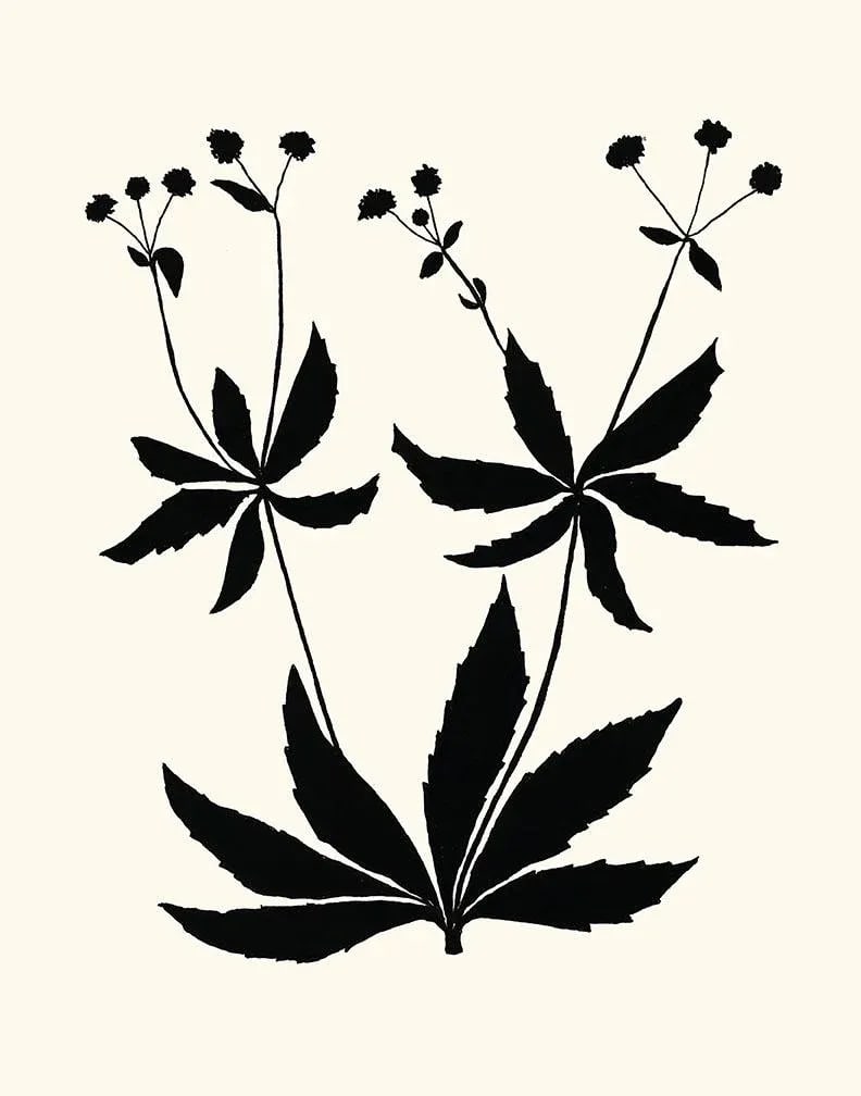 Sanicle, Giclee Print by Philippa Katz: 'Sanicle', 2022. A fine art giclee printed with archival inks on artists' paper, from an original india ink drawing by Philippa Katz, 2022. There are 10 different botanical plants in the series to