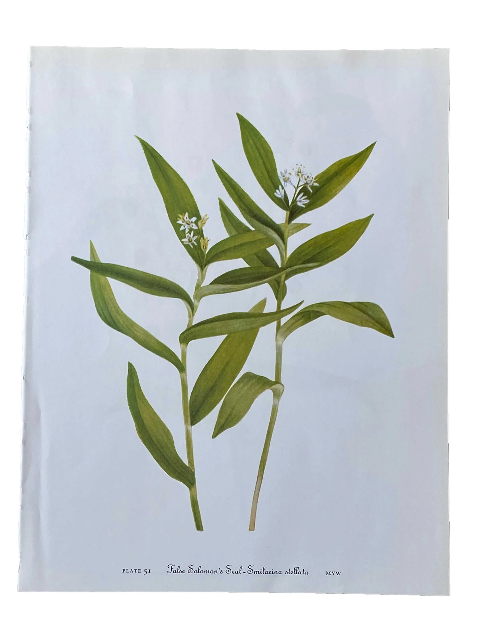 False Salomon's Seal - Smilacina Stillata Botanical Print: Delicate and enchanting, this botanical print of the false Salomon's Seal - Smilacina Stillata Is a treasure from a bygone era. Just imagine it framed, adding a touch of vintage charm to any space.