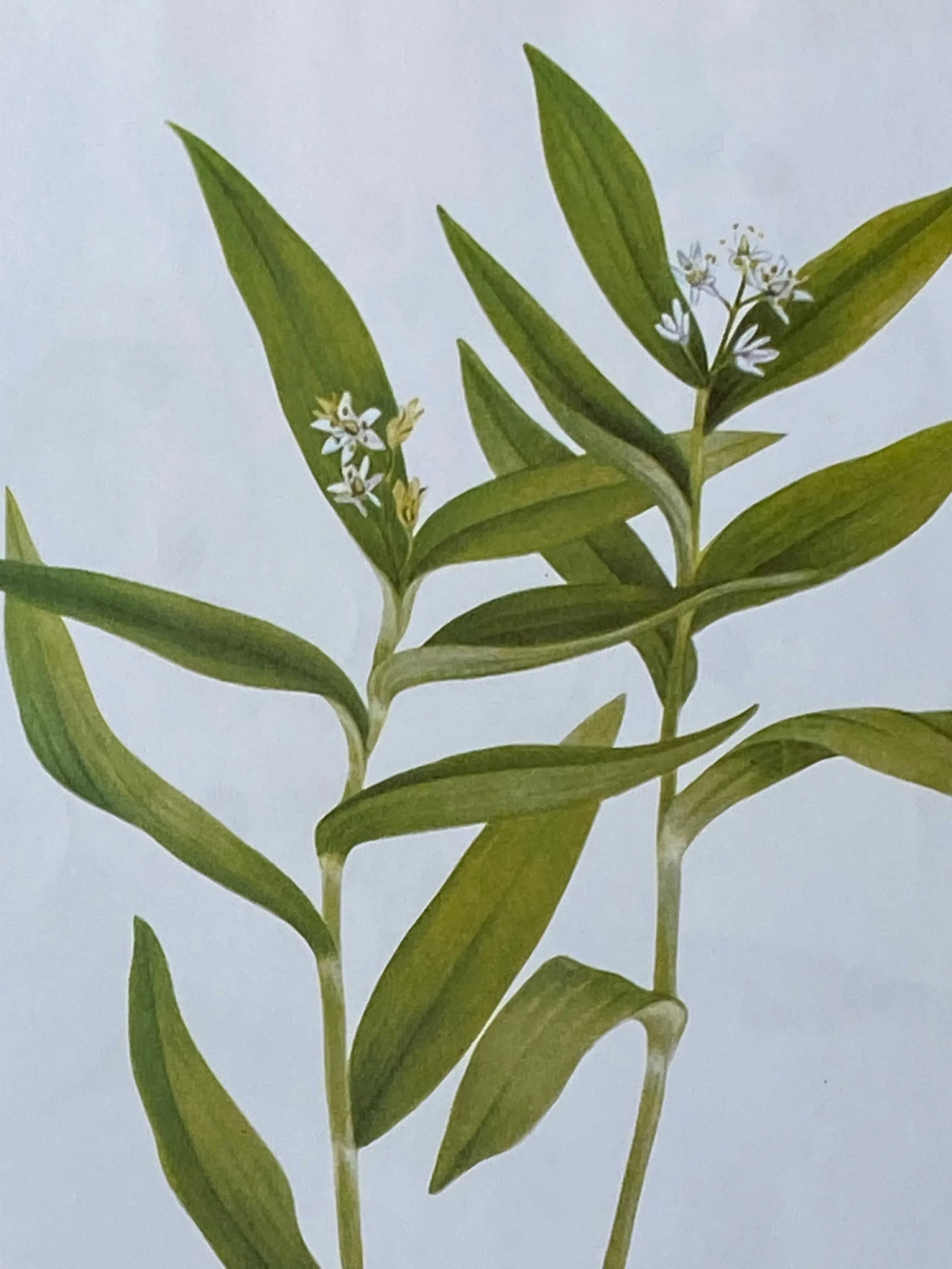 False Salomon's Seal - Smilacina Stillata Botanical Print - 2