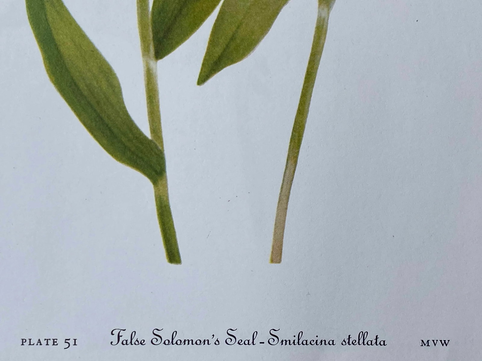 False Salomon's Seal - Smilacina Stillata Botanical Print - 3