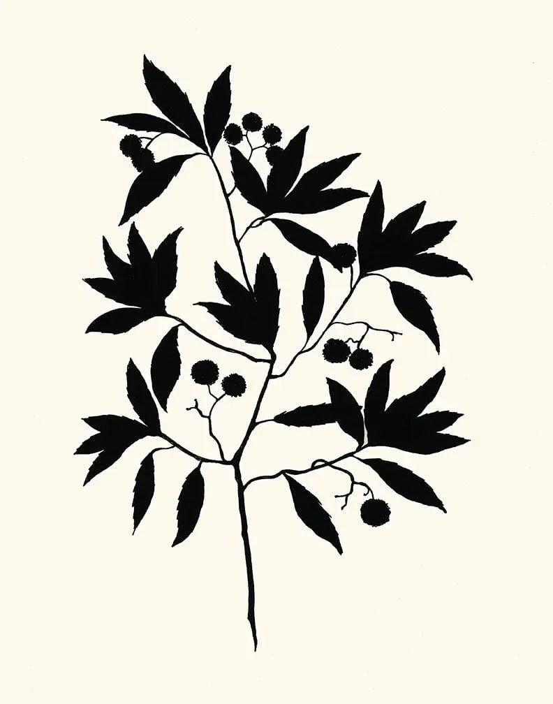 Codex Tree, Giclee Print by Philippa Katz (1 of 2)
