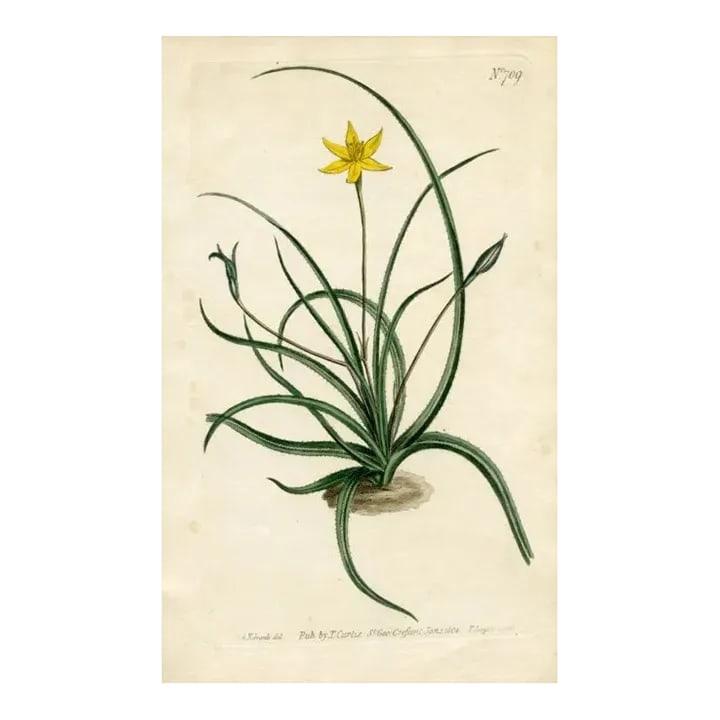 1804, Star Lily Botanical Print, Curtis's Botanical Magazine, Original Antique Botanical Print, Engr: Original early-1800s hand-colored botanical print published in "Curtis's Botanical Magazine", the oldest and longest published of the British botanical journals. Shown is the Star Lily (aka