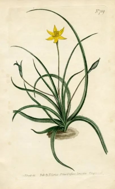 1804, Star Lily Botanical Print, Curtis's Botanical Magazine, Original Antique Botanical Print, Engr - 2