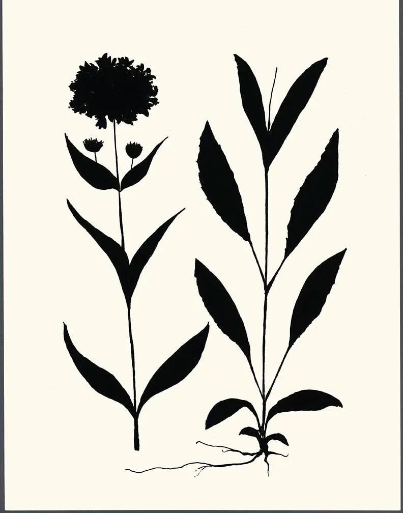 Arnica, Giclee Print by Philippa Katz - 2